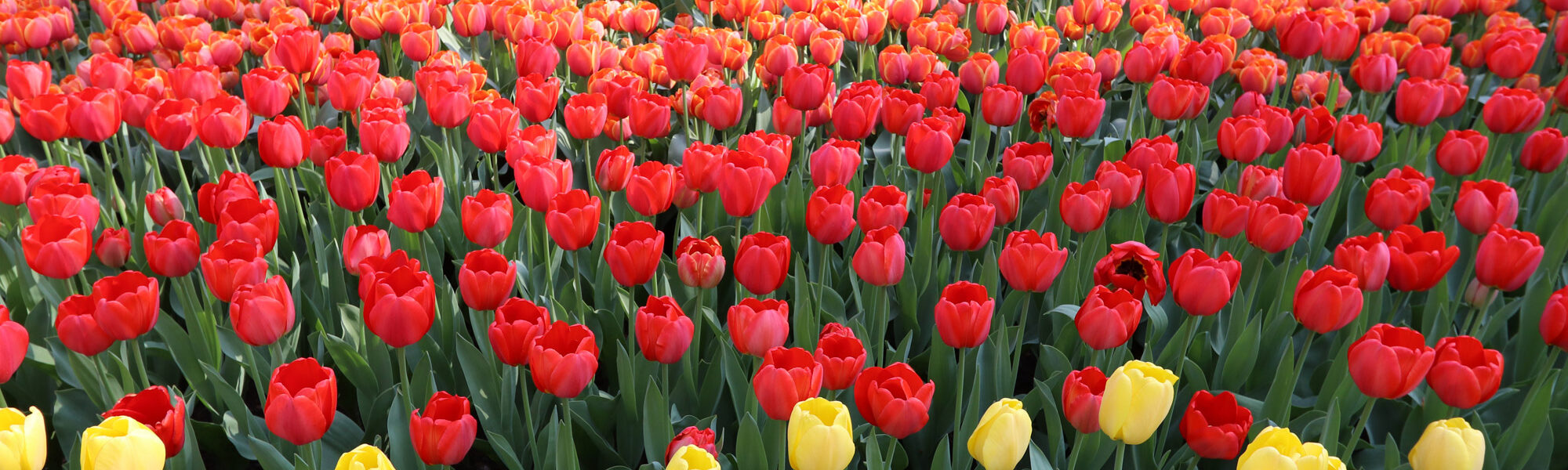 Fotoreeks: Toerist in eigen land bij Keukenhof