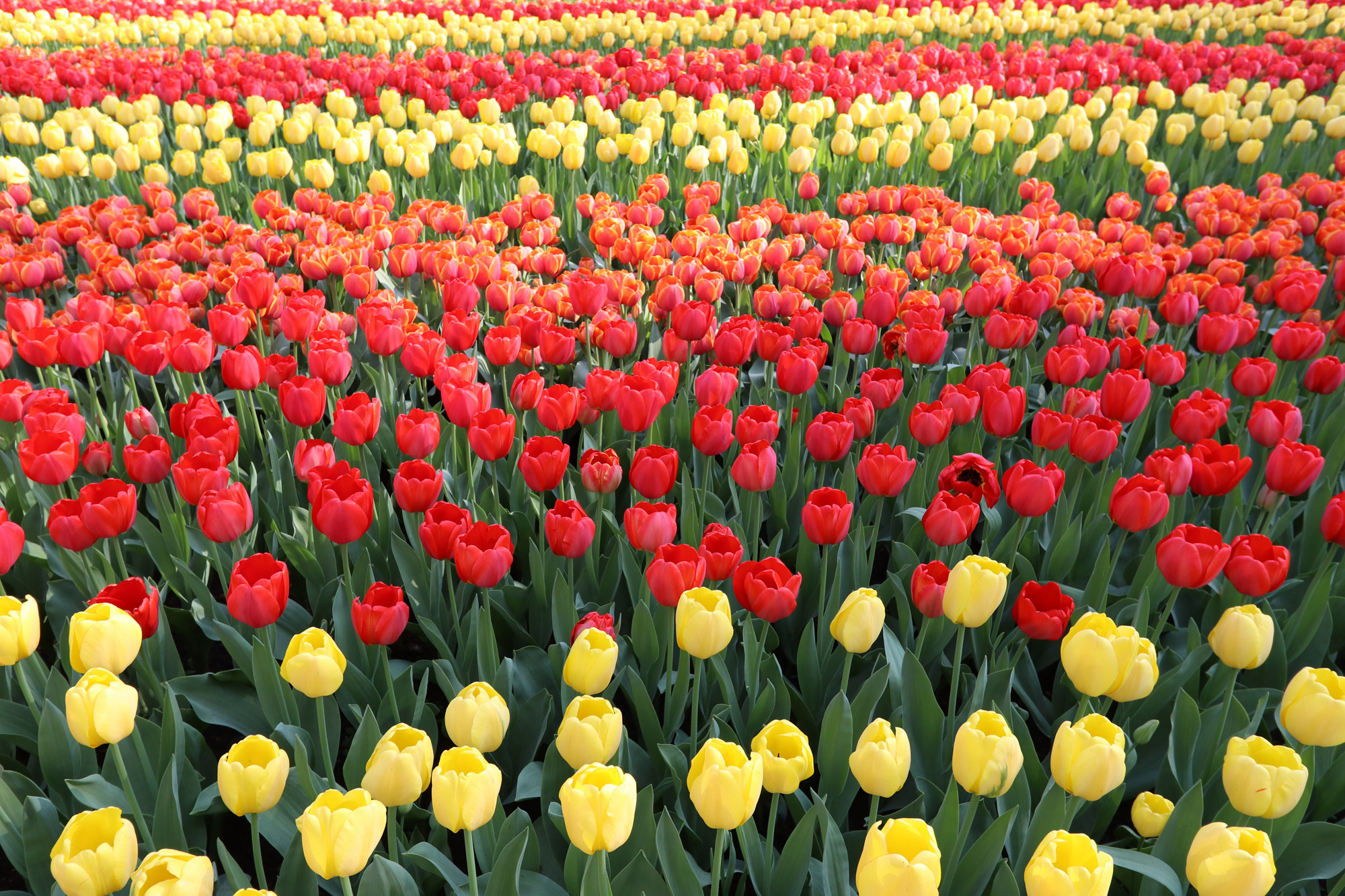 Fotoreeks: Toerist in eigen land bij Keukenhof