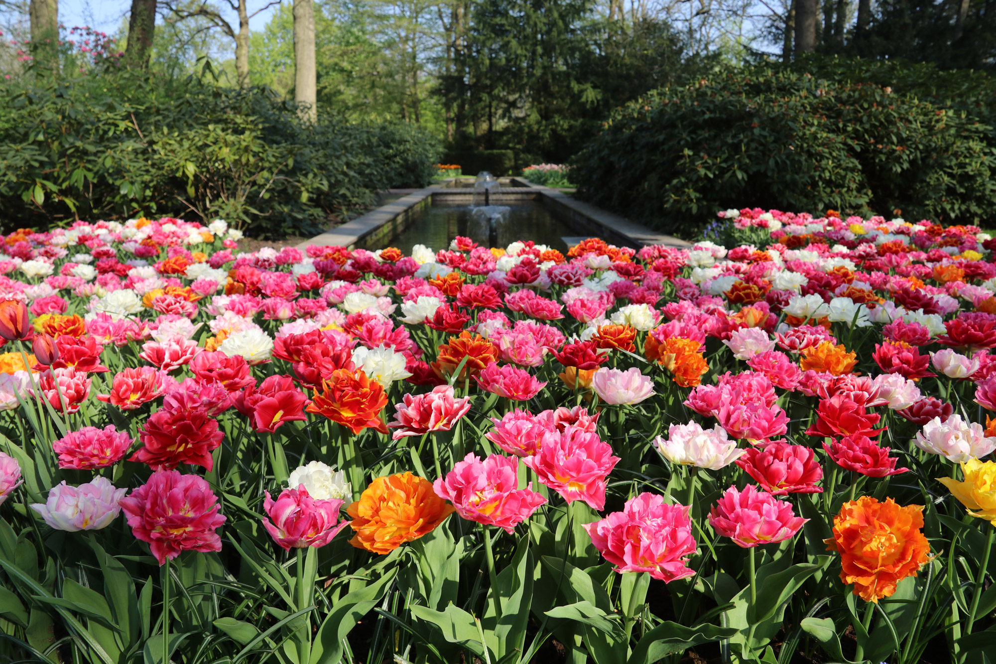 Fotoreeks: Toerist in eigen land bij Keukenhof