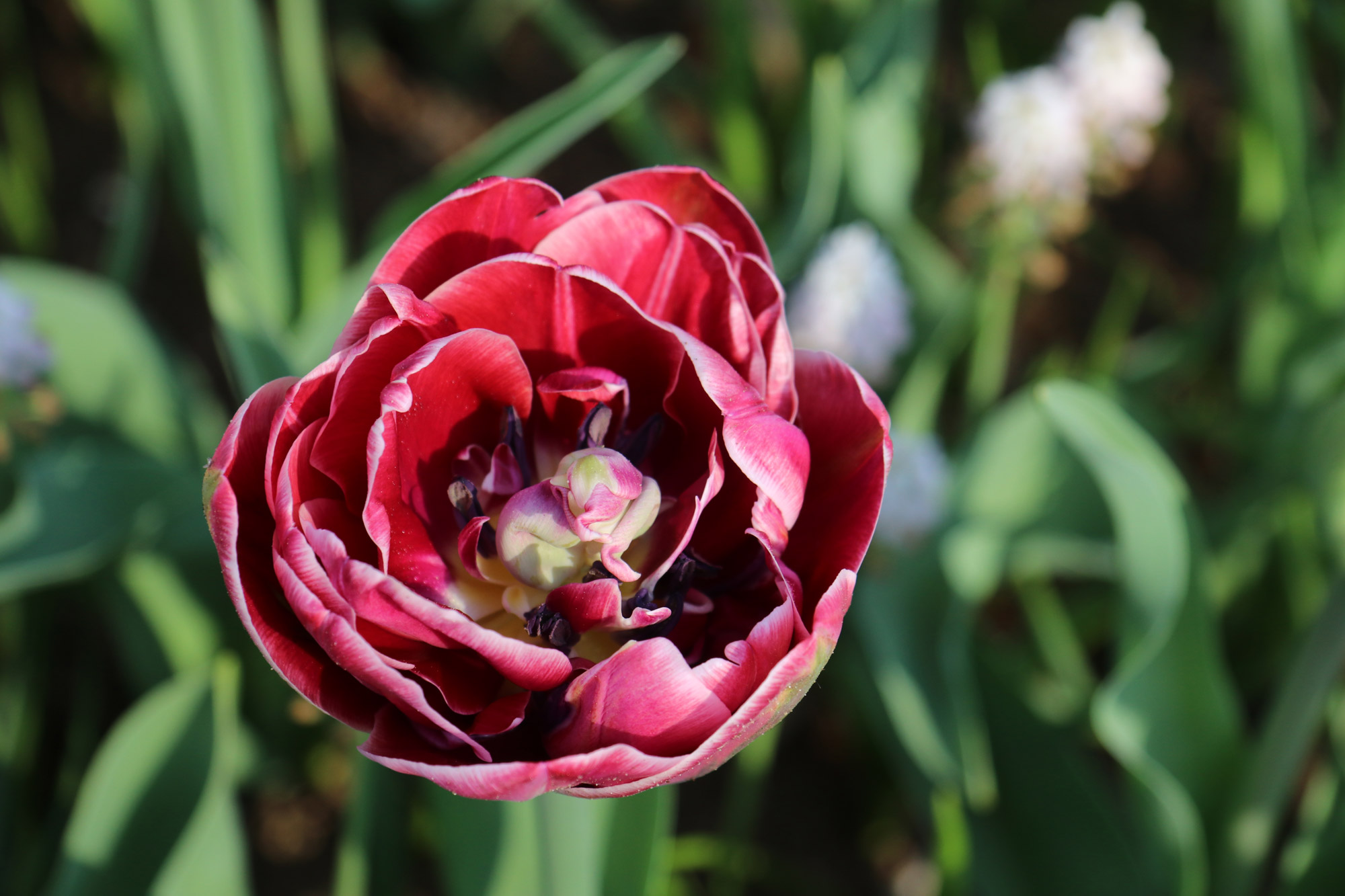 Fotoreeks: Toerist in eigen land bij Keukenhof