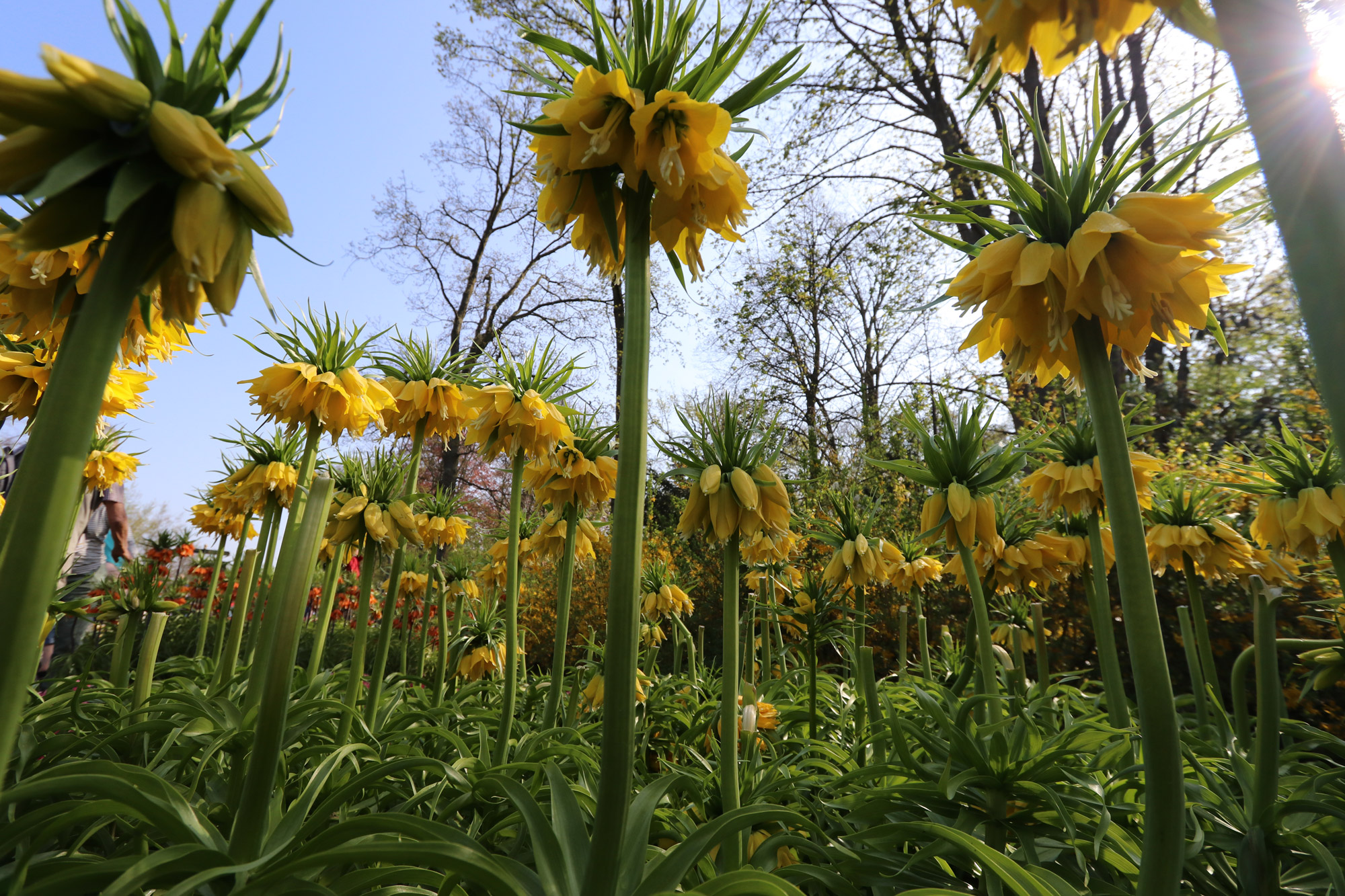 Fotoreeks: Toerist in eigen land bij Keukenhof