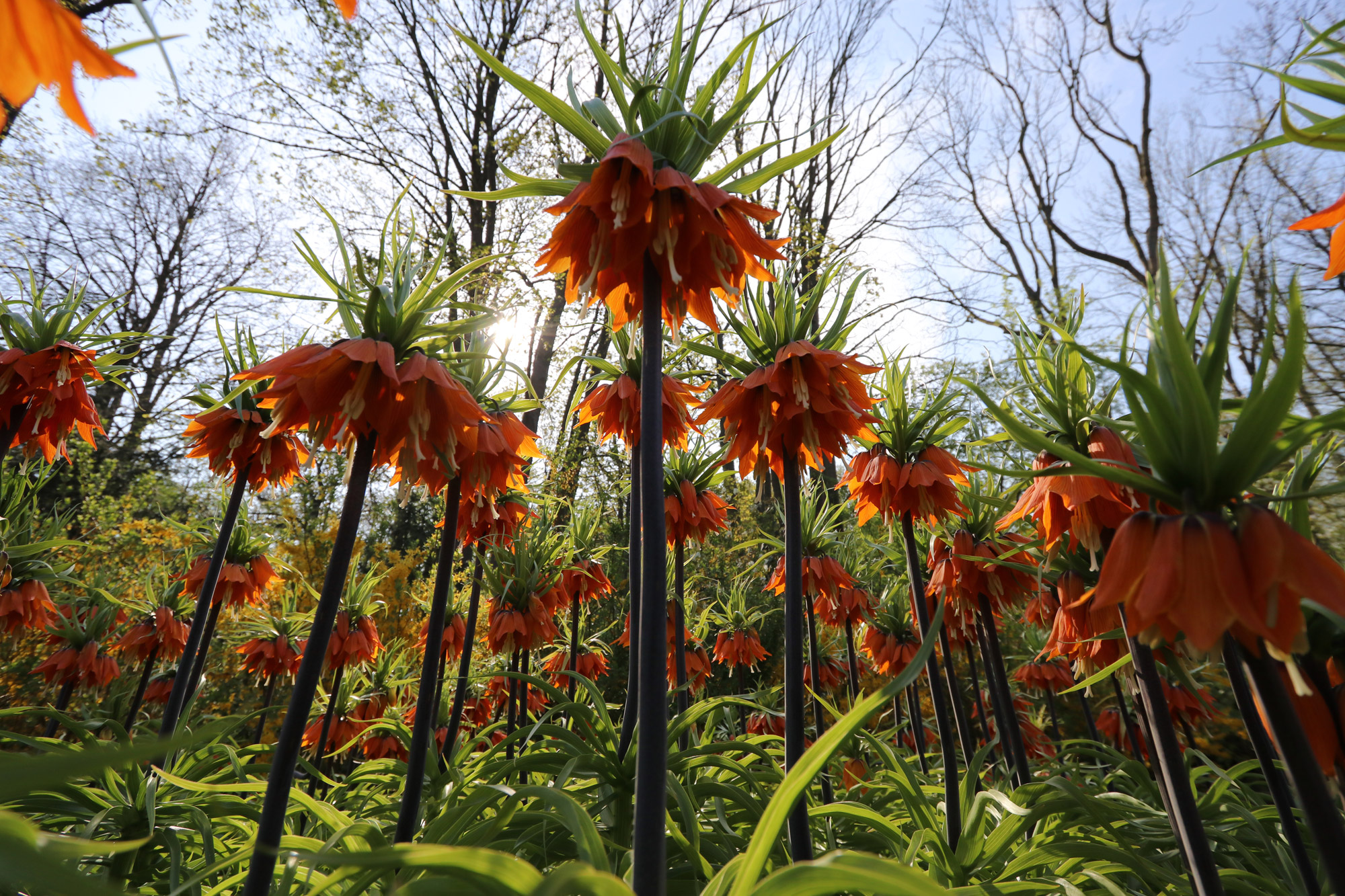 Fotoreeks: Toerist in eigen land bij Keukenhof