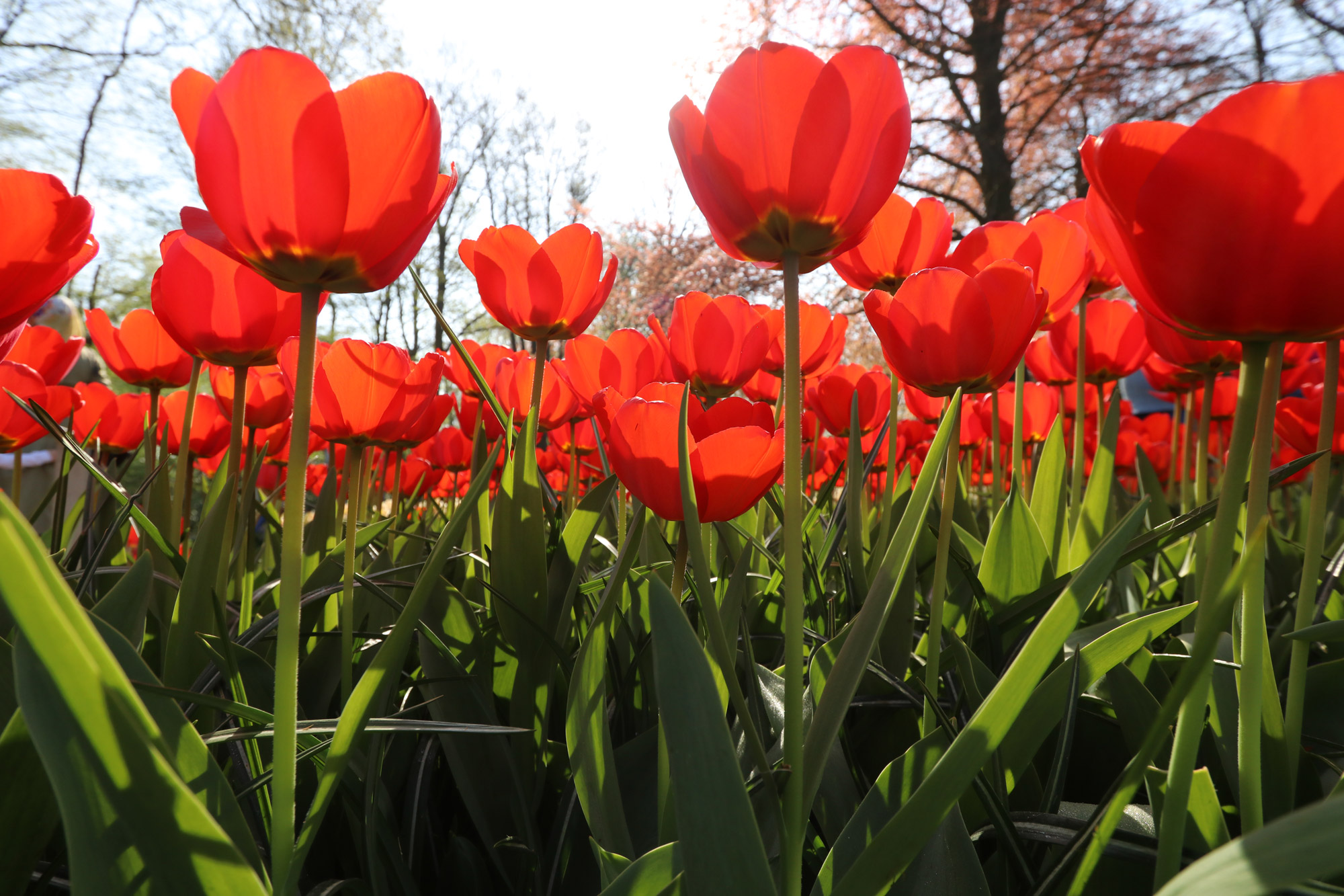 Fotoreeks: Toerist in eigen land bij Keukenhof