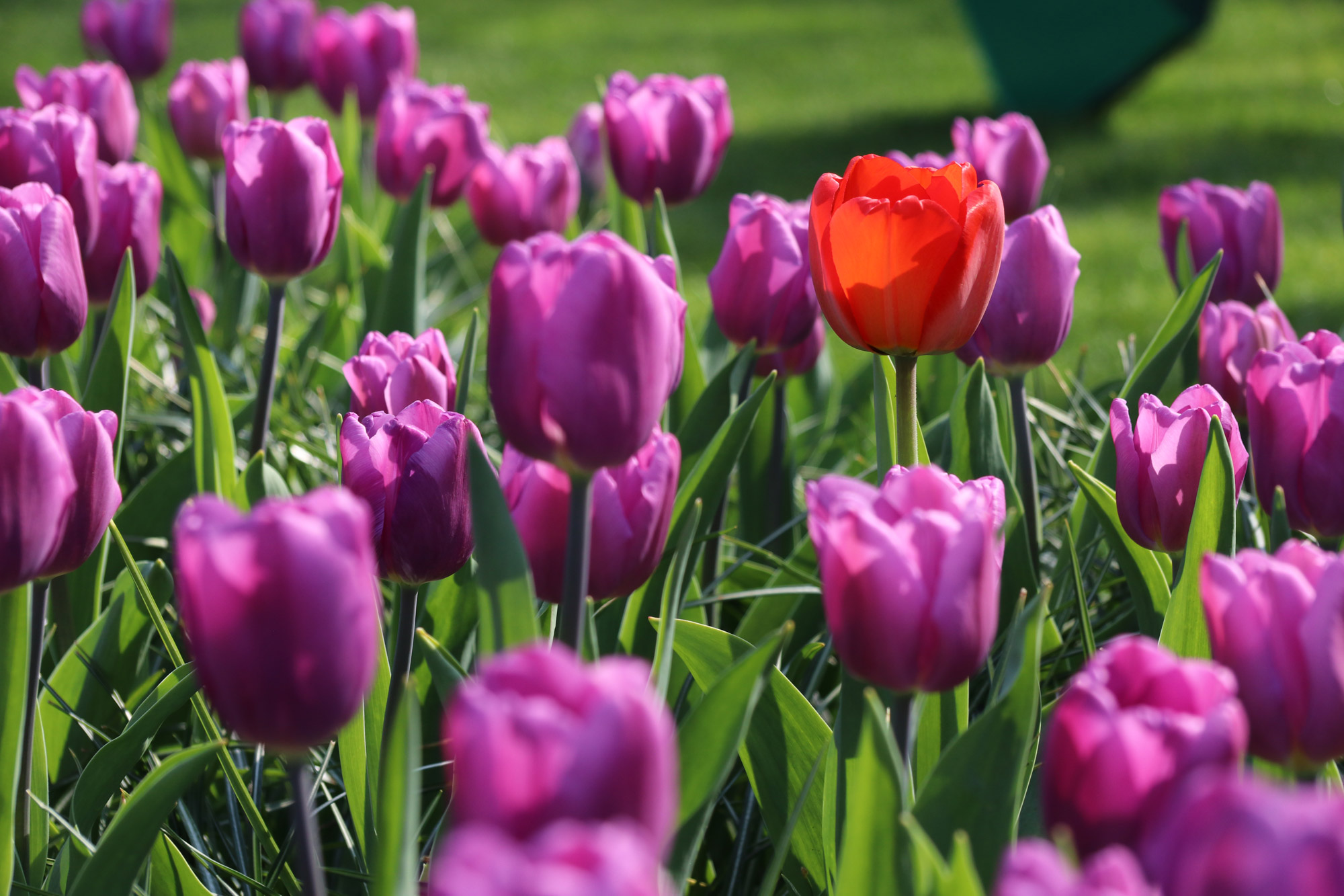 Fotoreeks: Toerist in eigen land bij Keukenhof