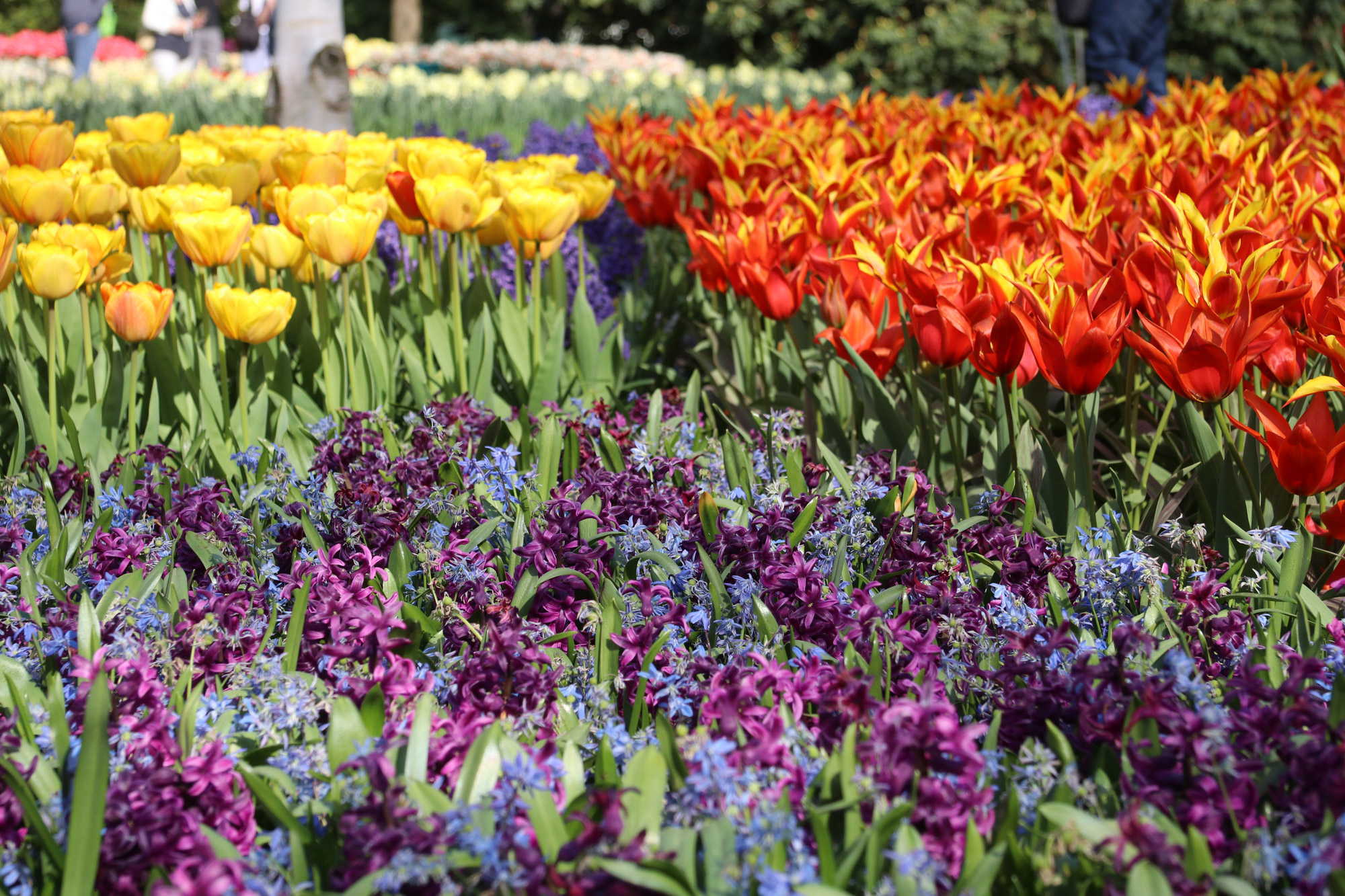 Fotoreeks: Toerist in eigen land bij Keukenhof