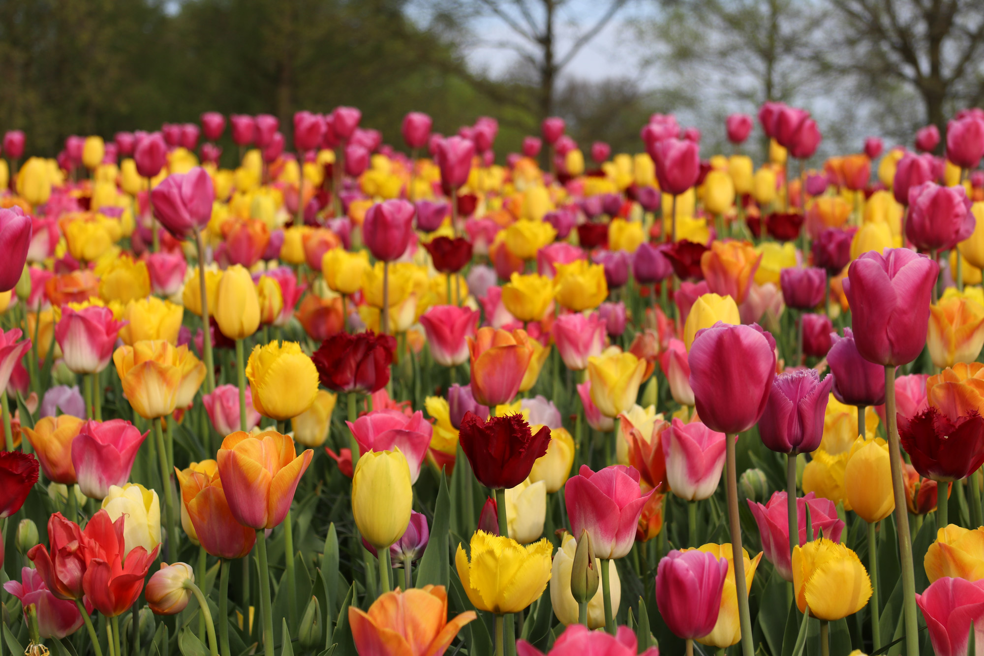 Fotoreeks: Toerist in eigen land bij Keukenhof