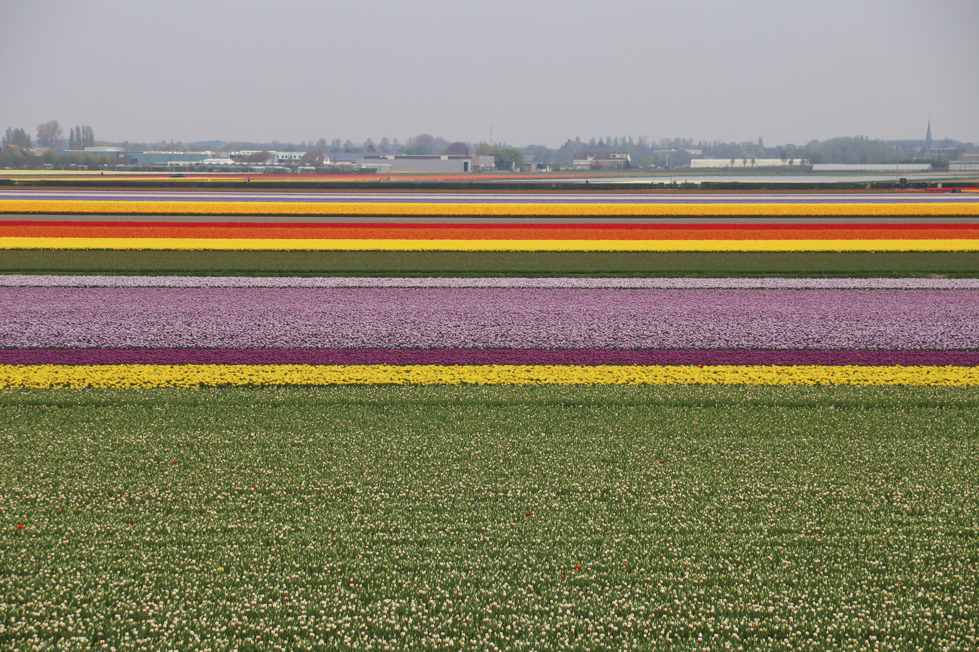 Fotoreeks: Toerist in eigen land bij Keukenhof