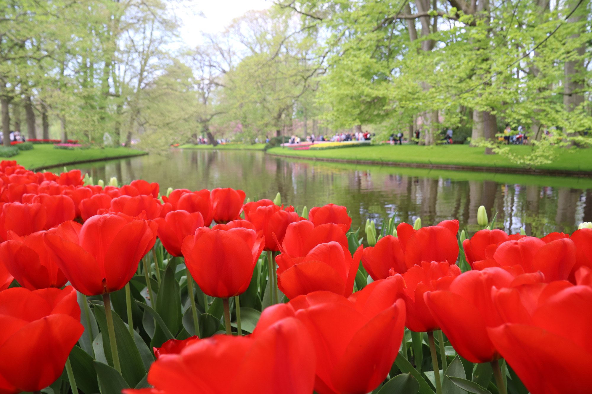 Fotoreeks: Toerist in eigen land bij Keukenhof