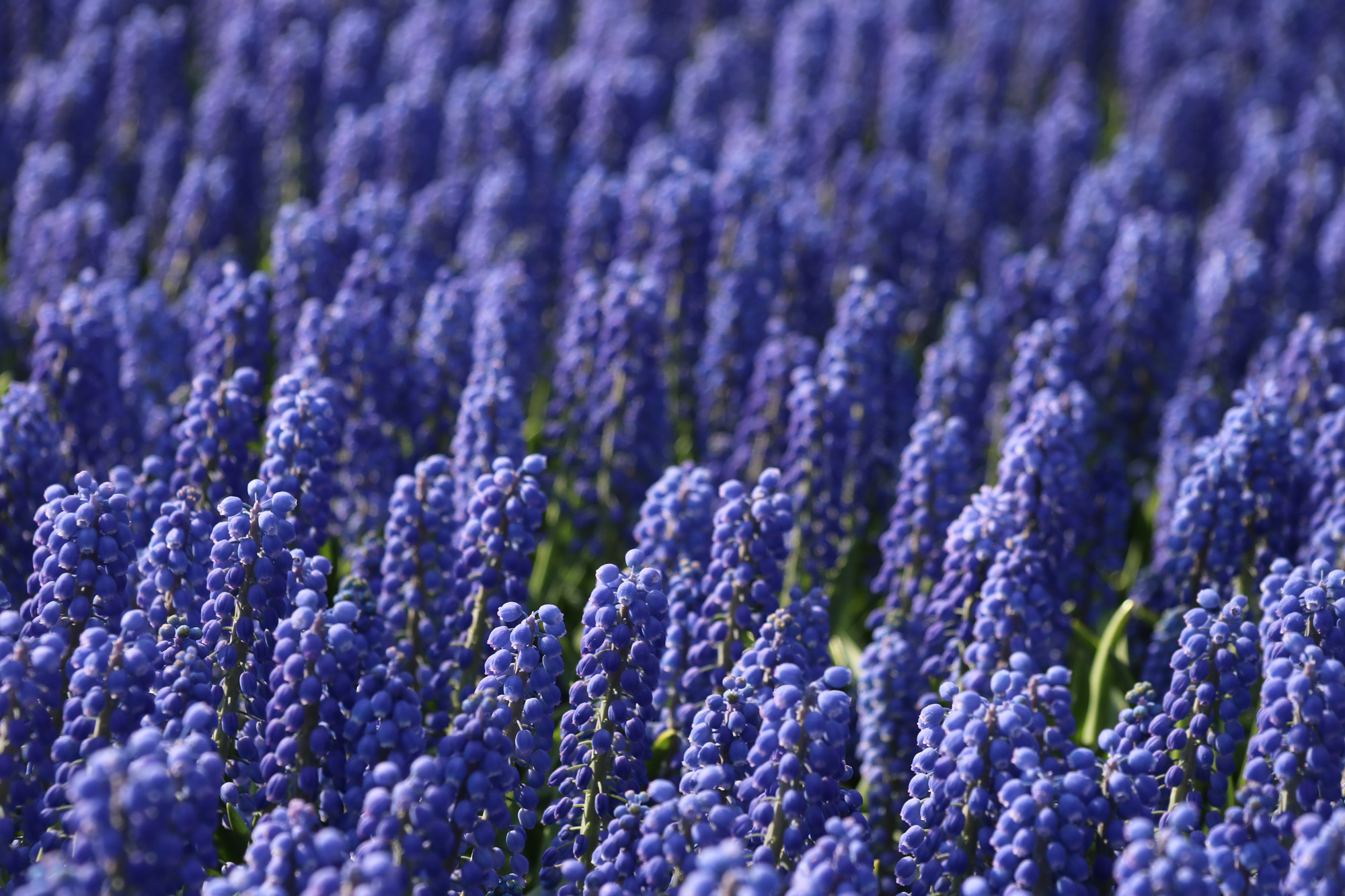 Fotoreeks: Toerist in eigen land bij Keukenhof