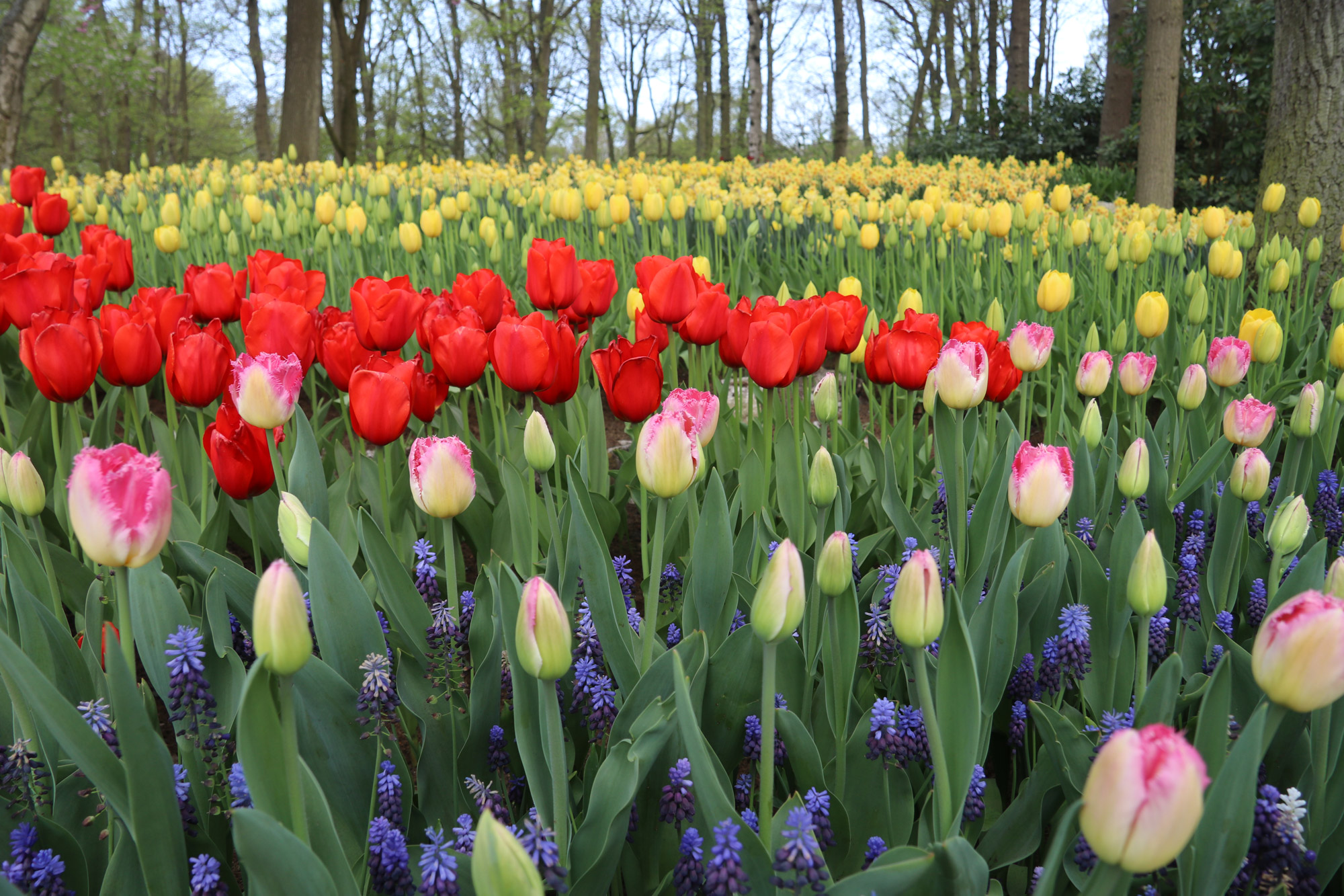 Fotoreeks: Toerist in eigen land bij Keukenhof