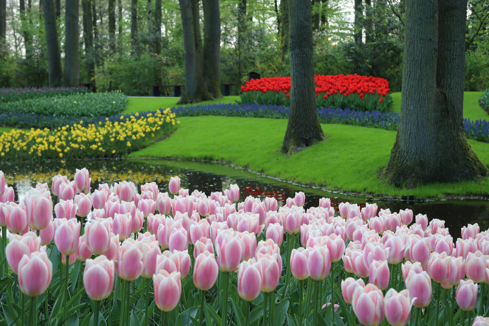 Fotoreeks: Toerist in eigen land bij Keukenhof