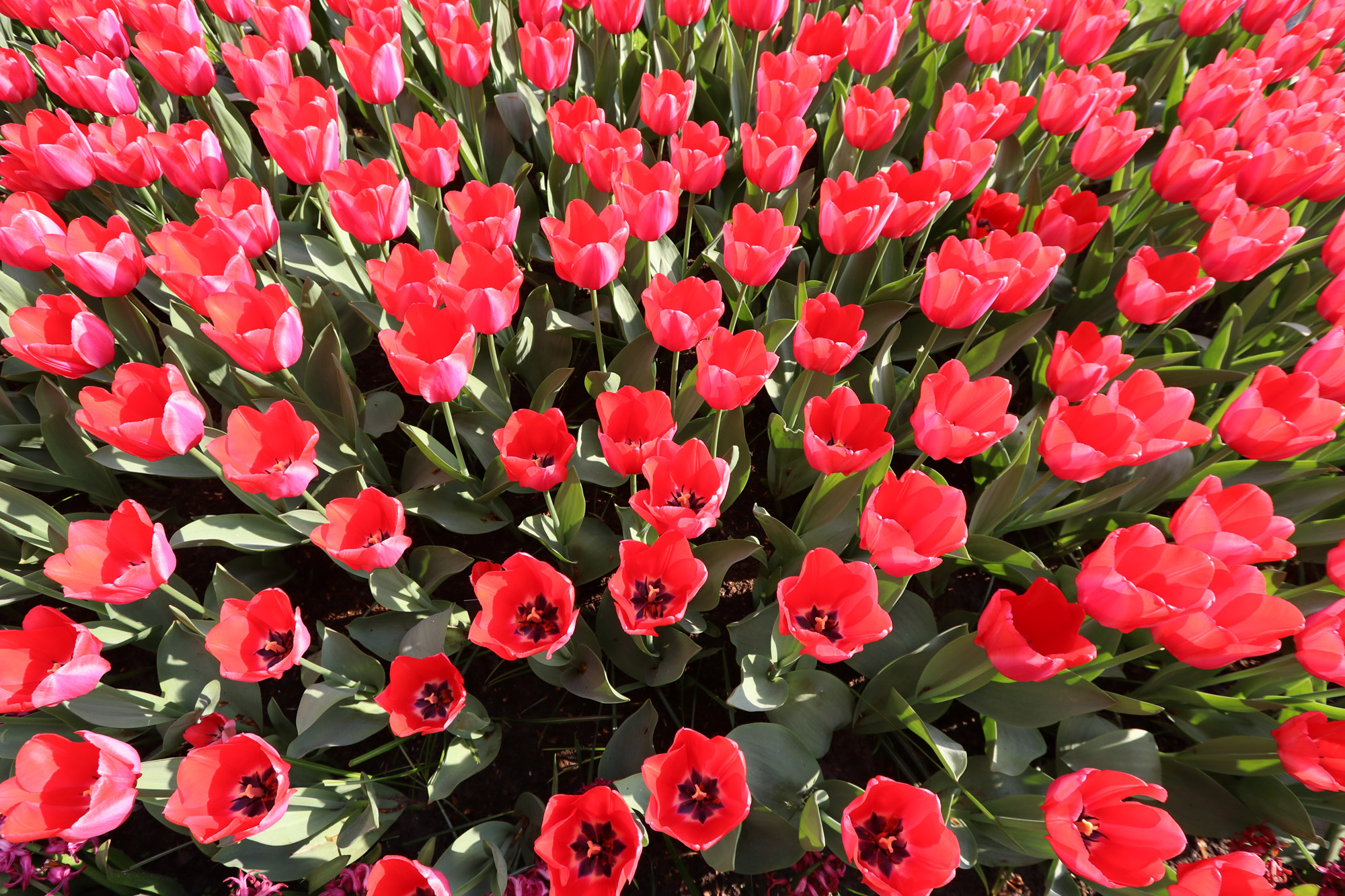 Fotoreeks: Toerist in eigen land bij Keukenhof