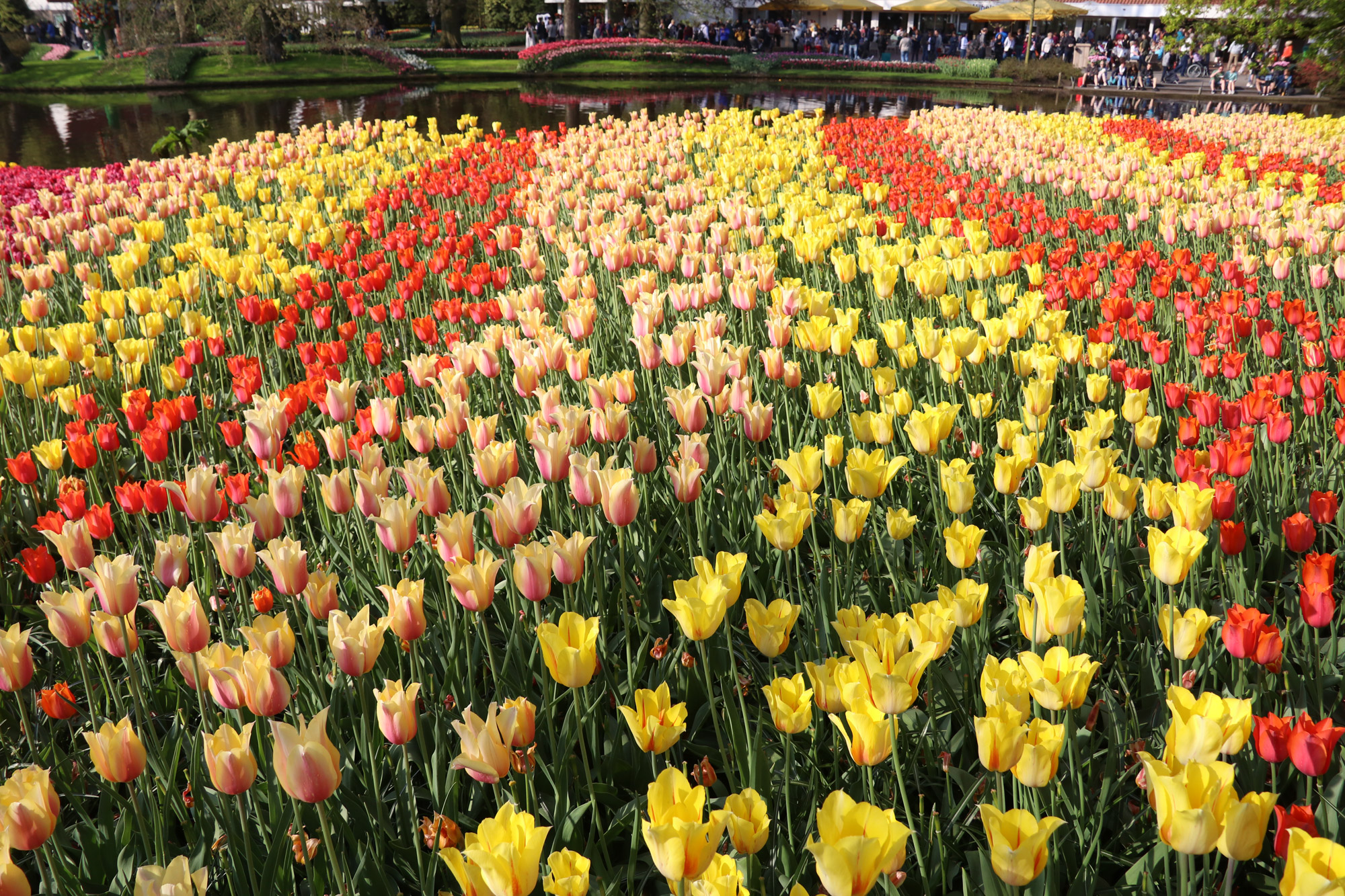 Fotoreeks: Toerist in eigen land bij Keukenhof