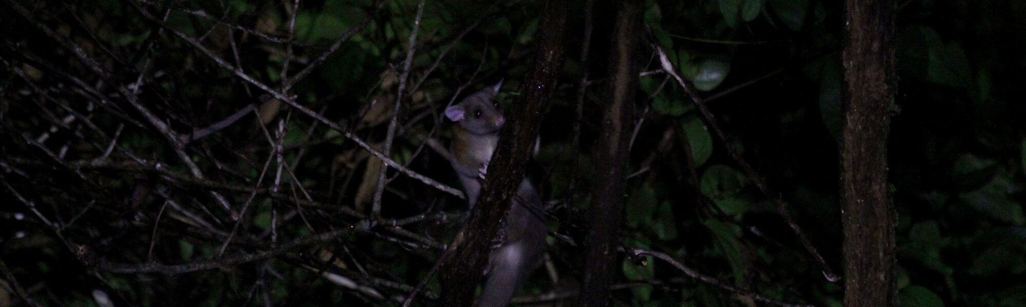 Gespotte dieren: zuidelijke opossum