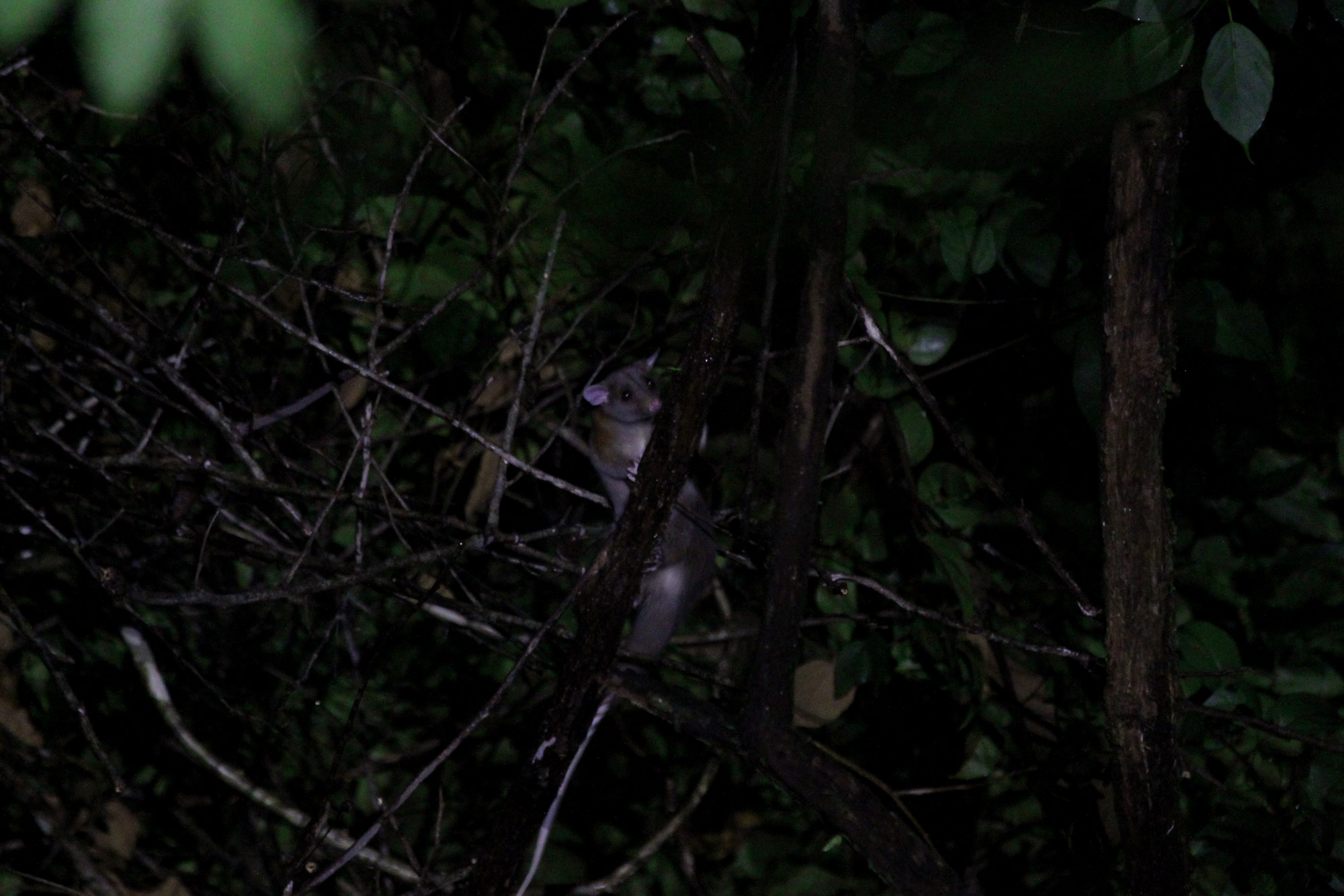 Gespotte dieren: zuidelijke opossum