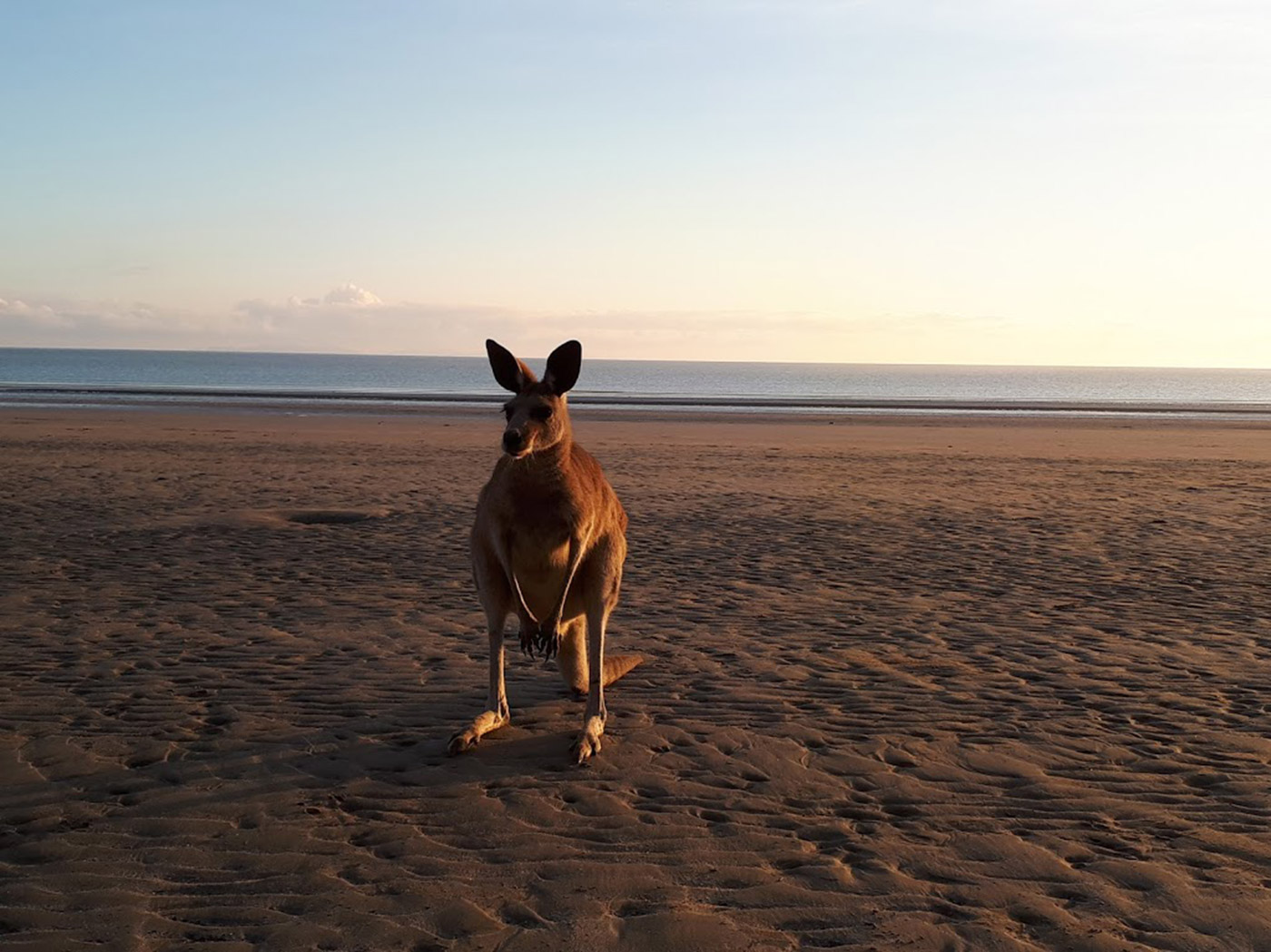 Bianca - Kangeroe op het strand