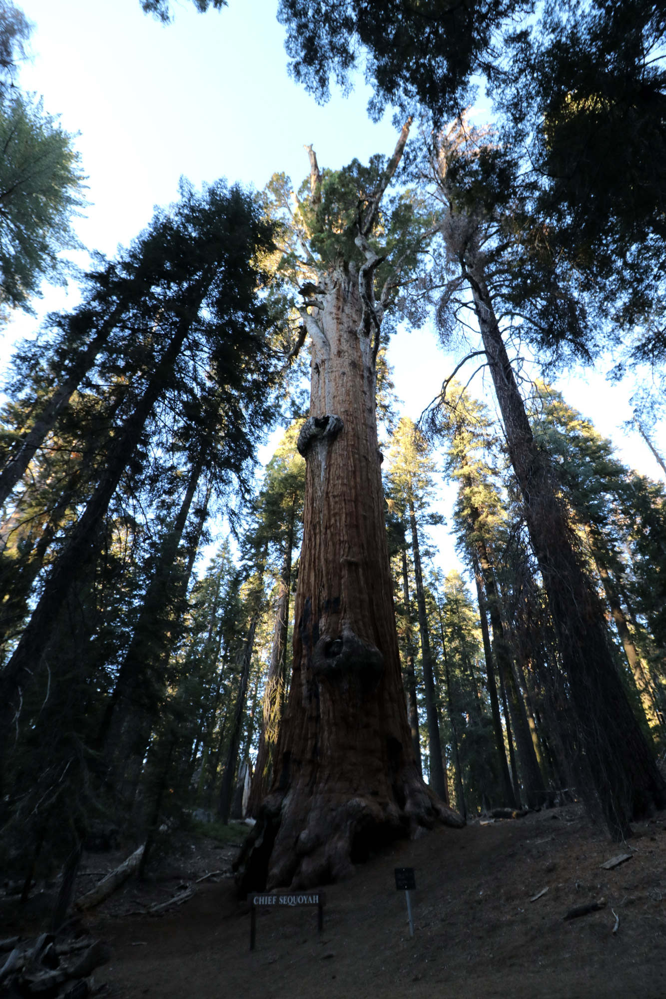 Amerika dag 19 - Sequioa National Park - Congress Trail