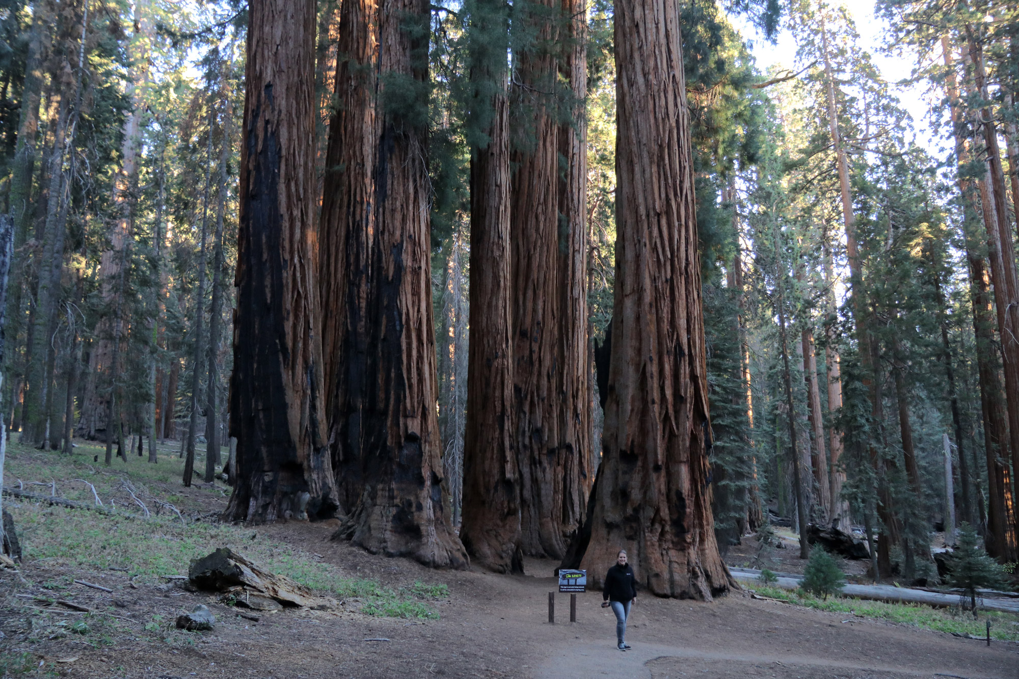 Amerika dag 19 - Sequioa National Park - Congress Trail