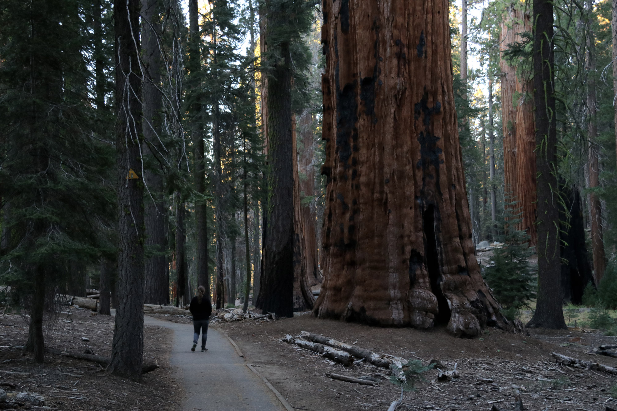 Amerika dag 19 - Sequioa National Park - Congress Trail