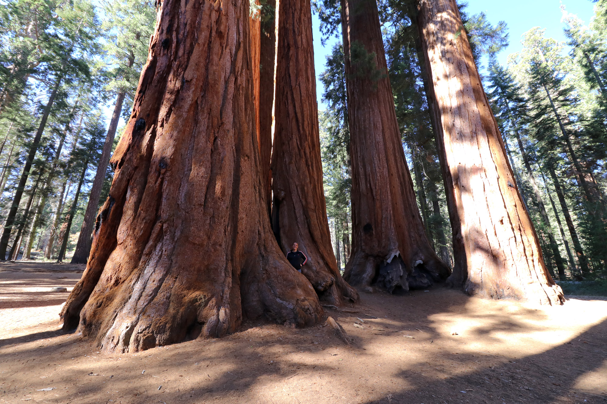 Amerika dag 19 - Sequioa National Park - Parker Group