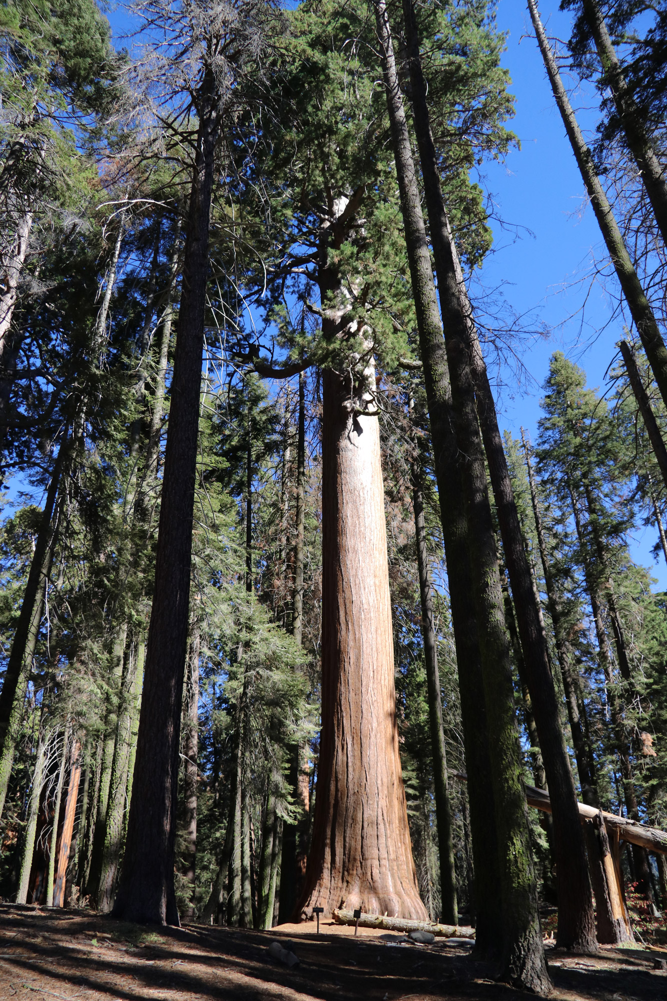 Amerika dag 19 - Sequioa National Park - Roosevelt Tree