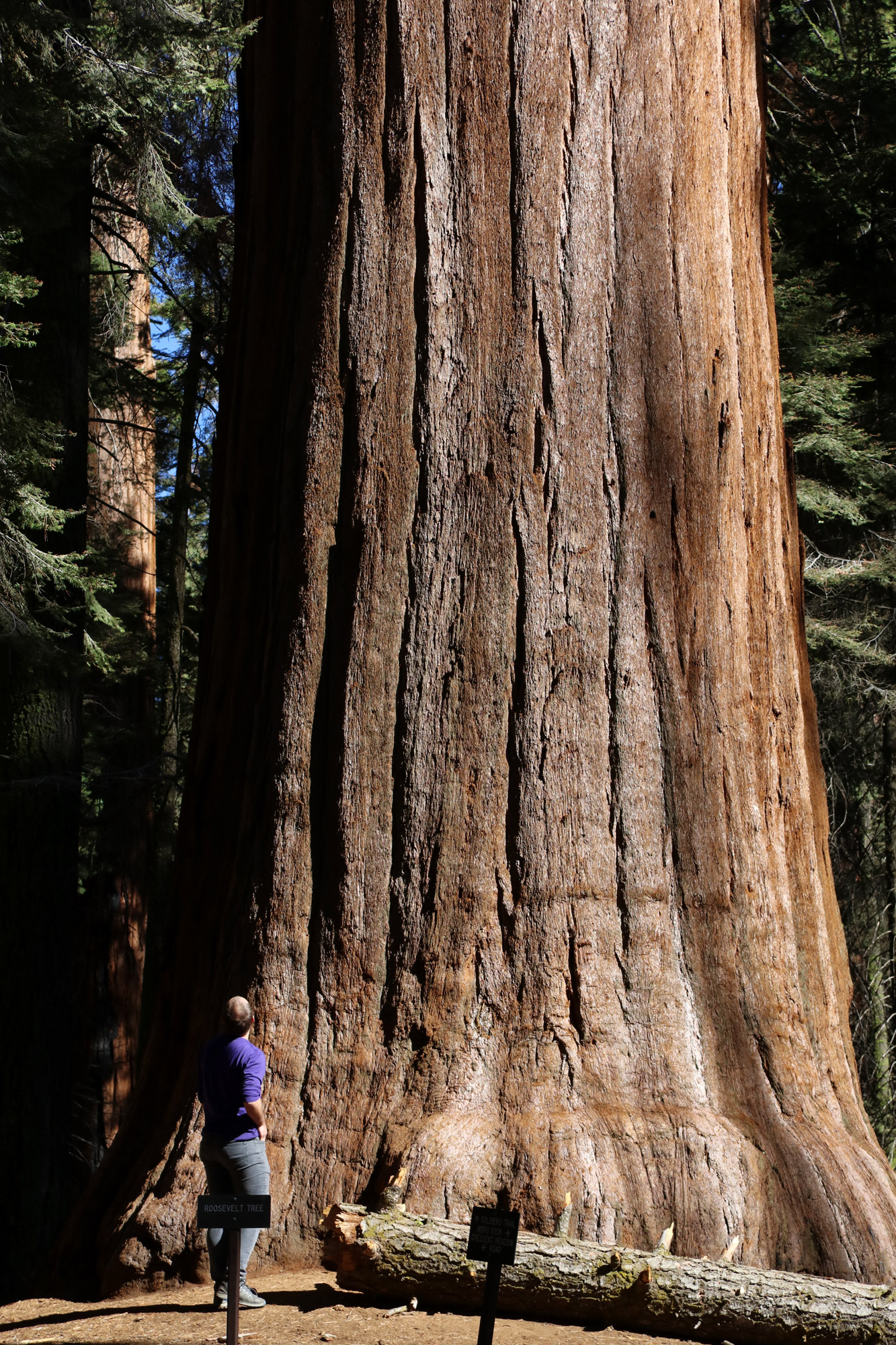 Amerika dag 19 - Sequioa National Park - Roosevelt Tree