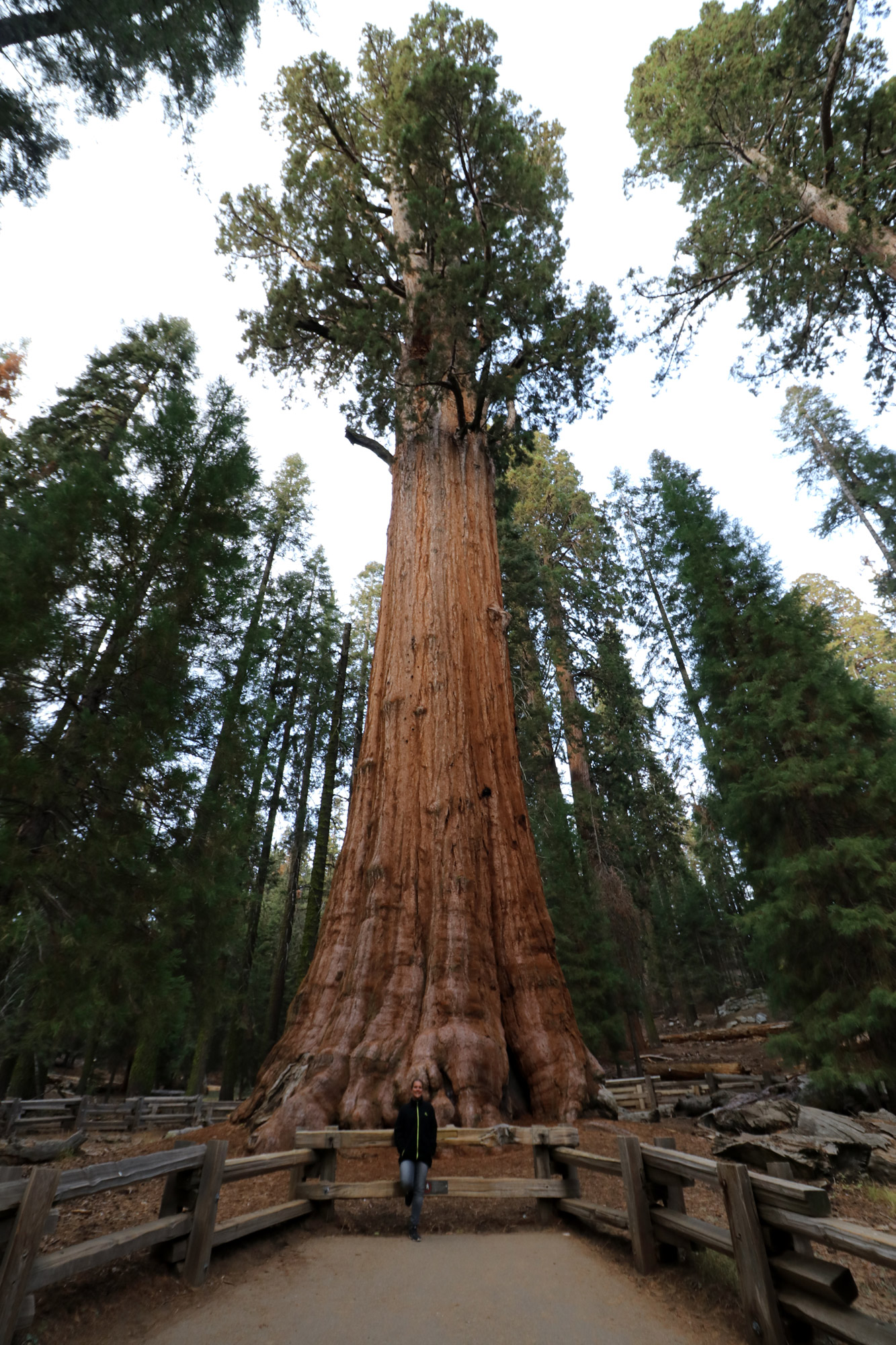 Amerika dag 19 - Sequoia National Park