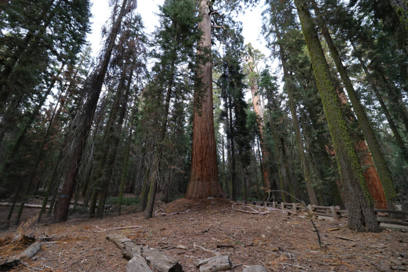 Amerika dag 19 - Sequoia National Park