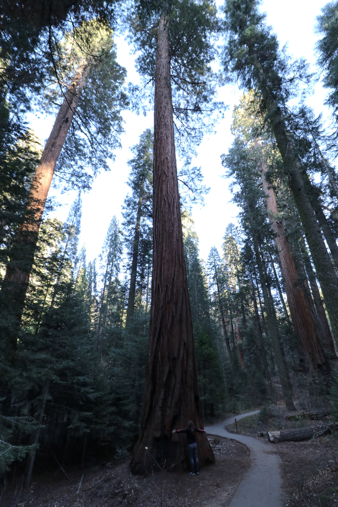 Amerika dag 19 - Sequoia National Park