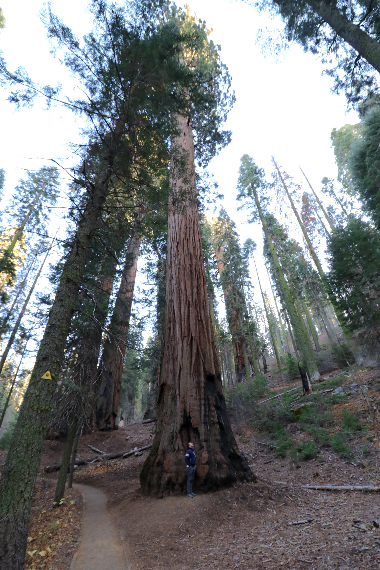 Amerika dag 19 - Sequoia National Park