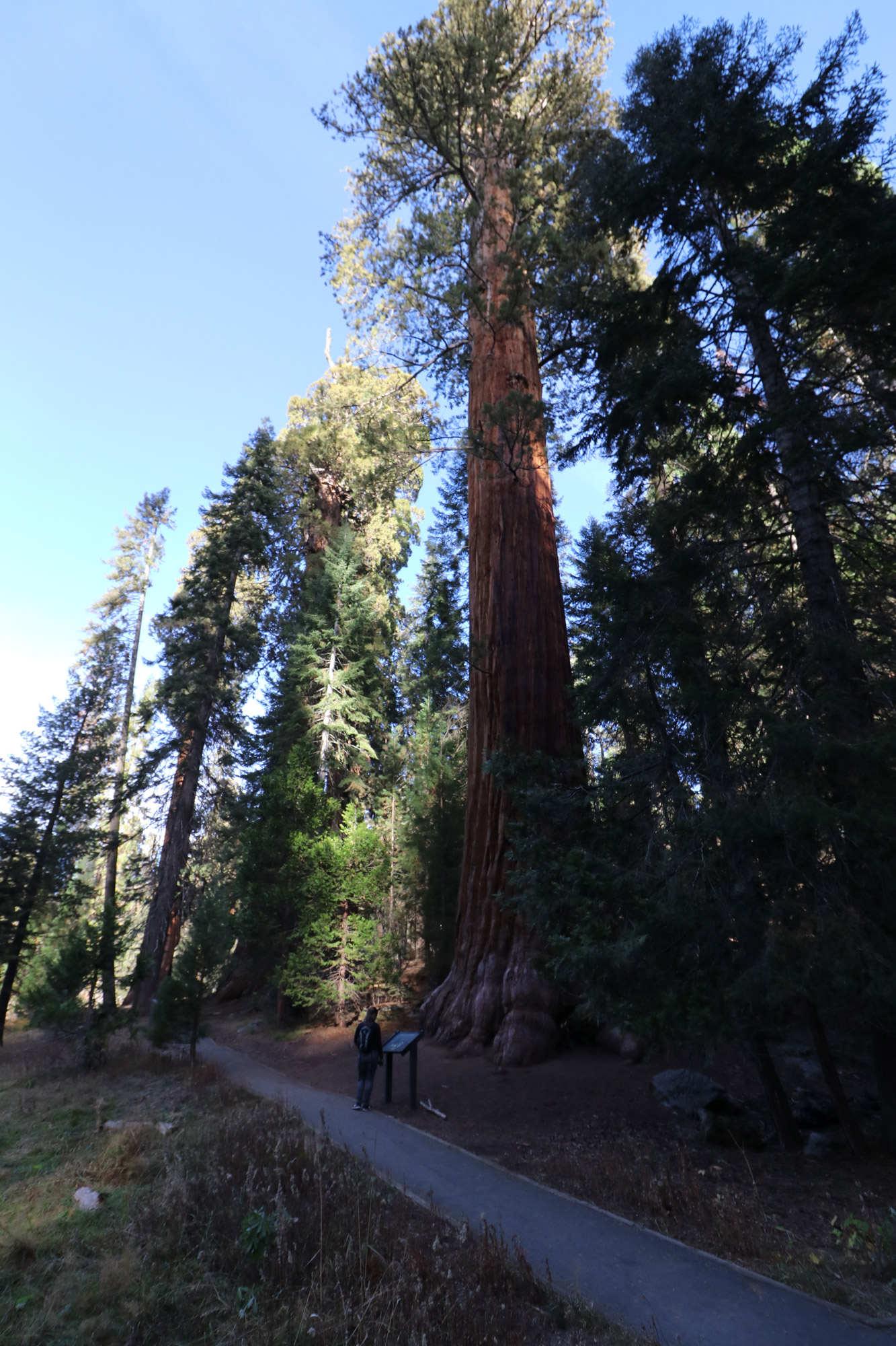 Amerika dag 19 - Sequoia National Park