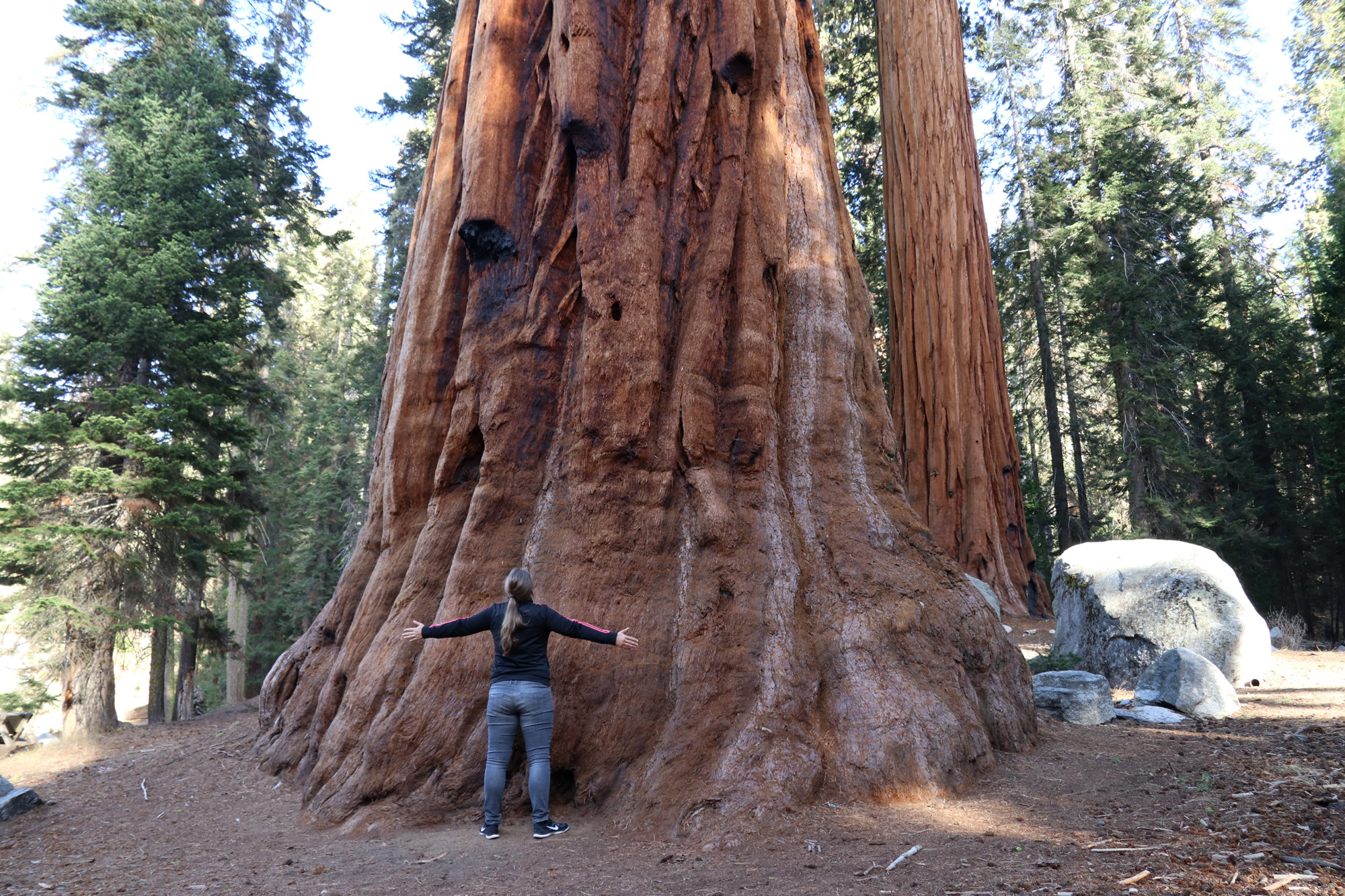 Amerika dag 19 - Sequoia National Park