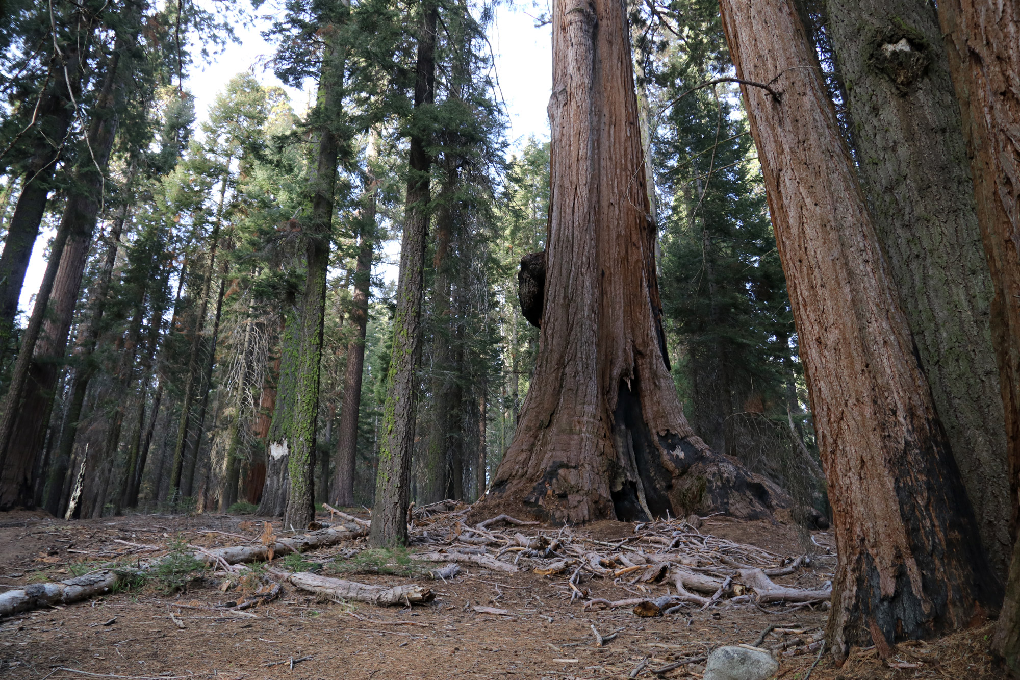 Amerika dag 19 - Sequoia National Park