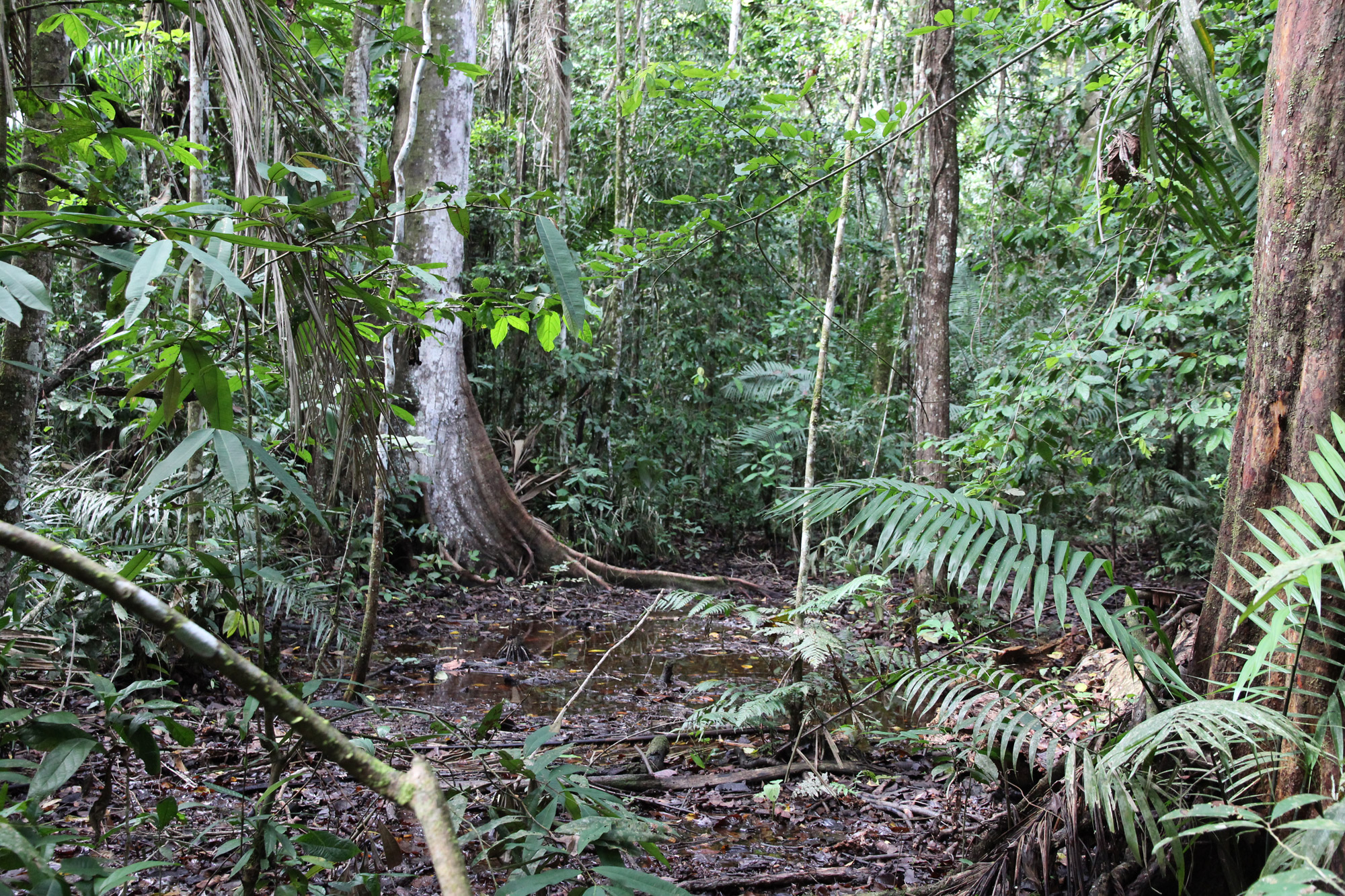Noreen - Bolivia - Parque Nacional Madidi