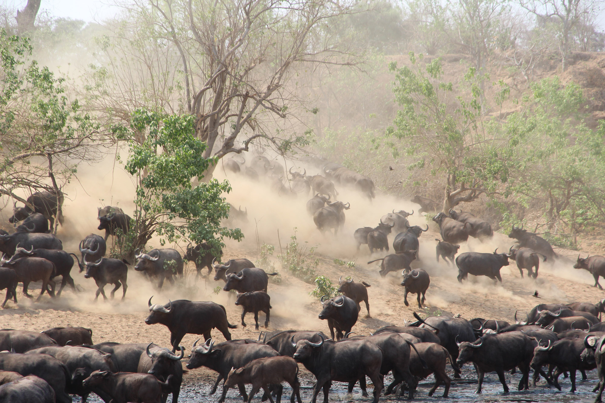 Noreen - Botswana - Buffels