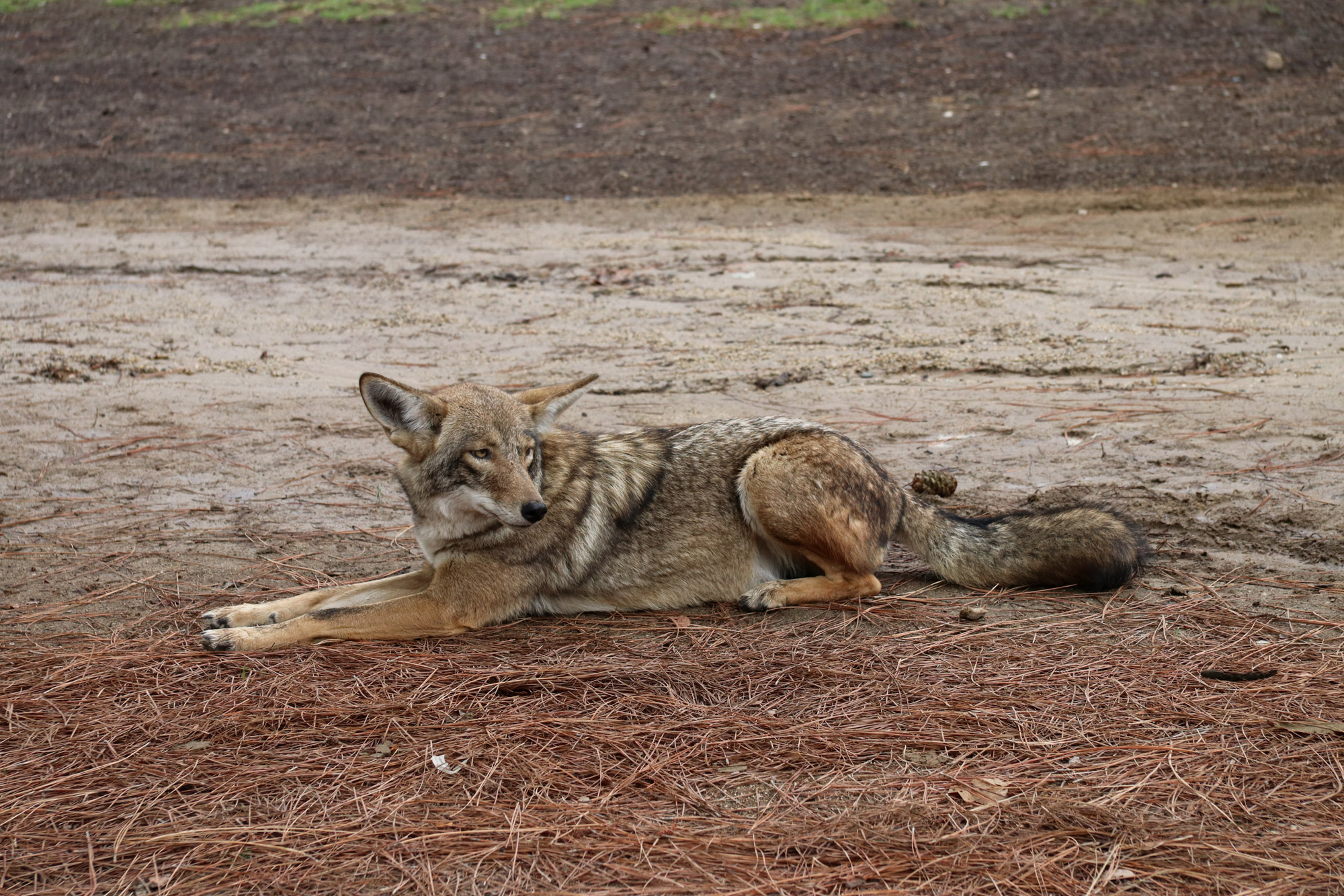 Amerika dag 21 - Een coyote bij Griffith Park