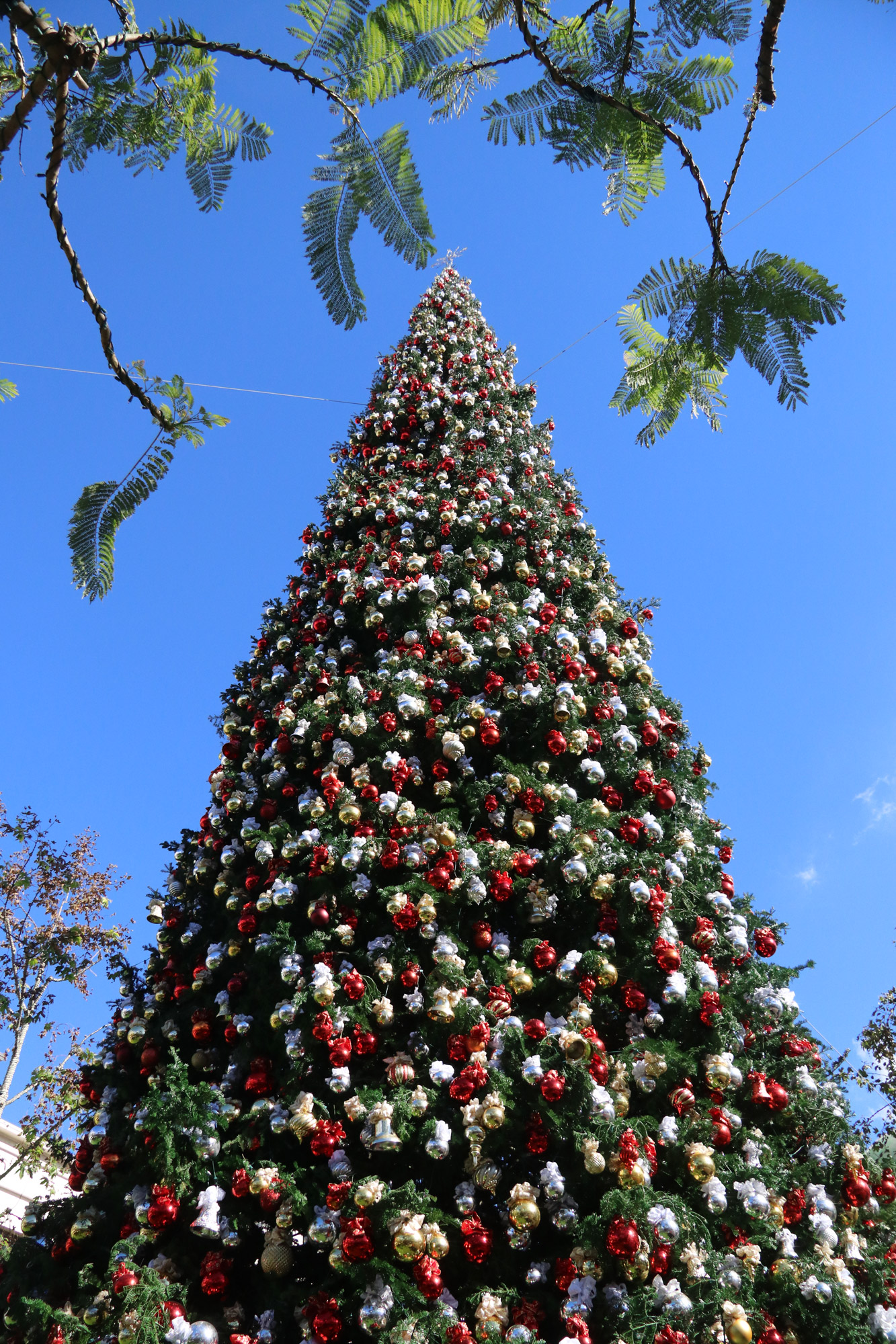 Amerika dag 21 - Kerstsfeer in Los Angeles