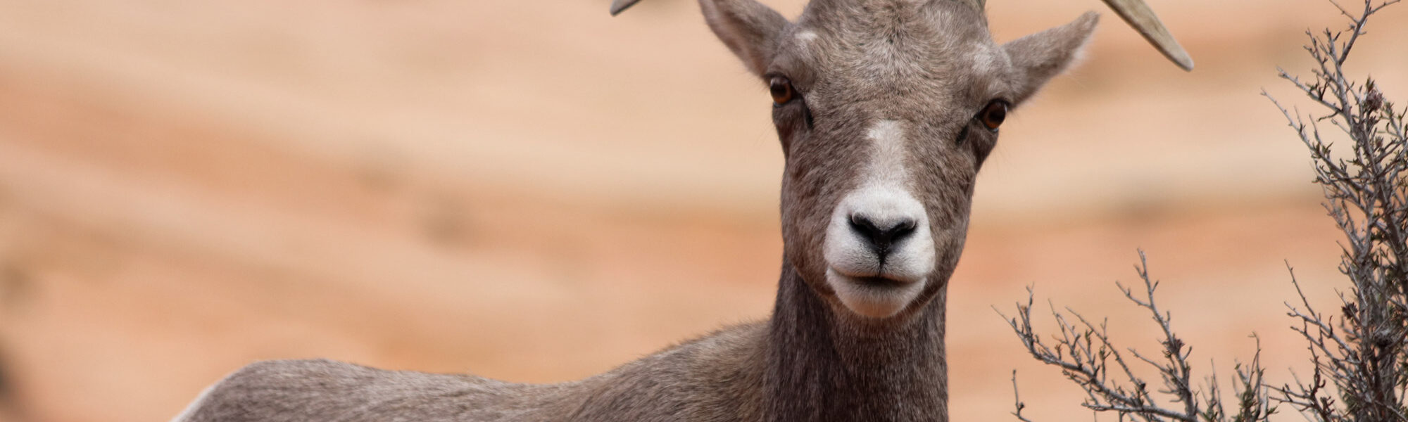 Gespotte dieren: Dikhoornschaap