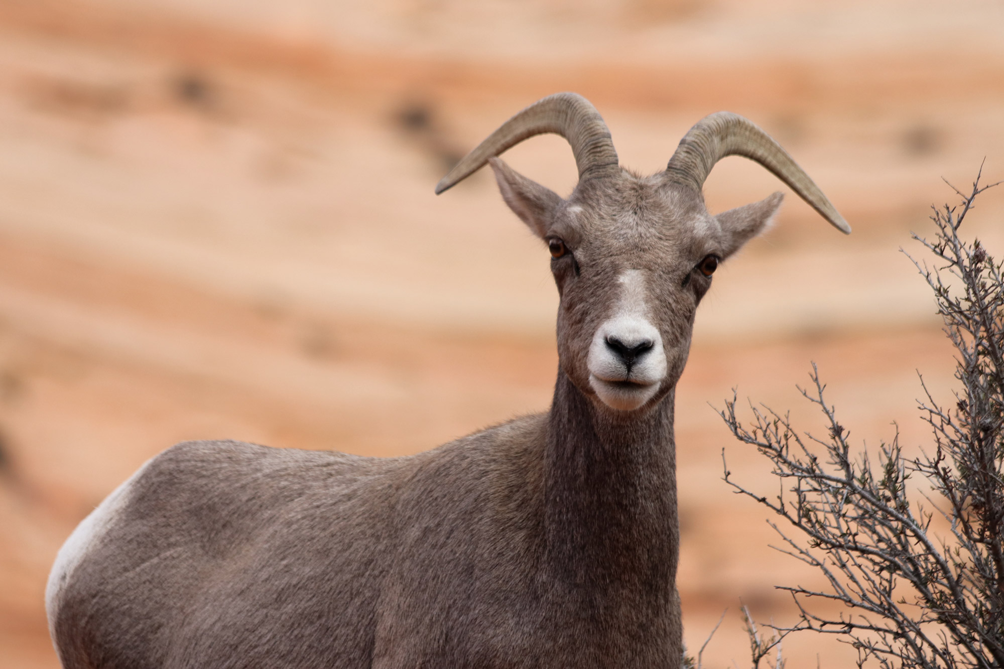 Gespotte dieren: Dikhoornschaap