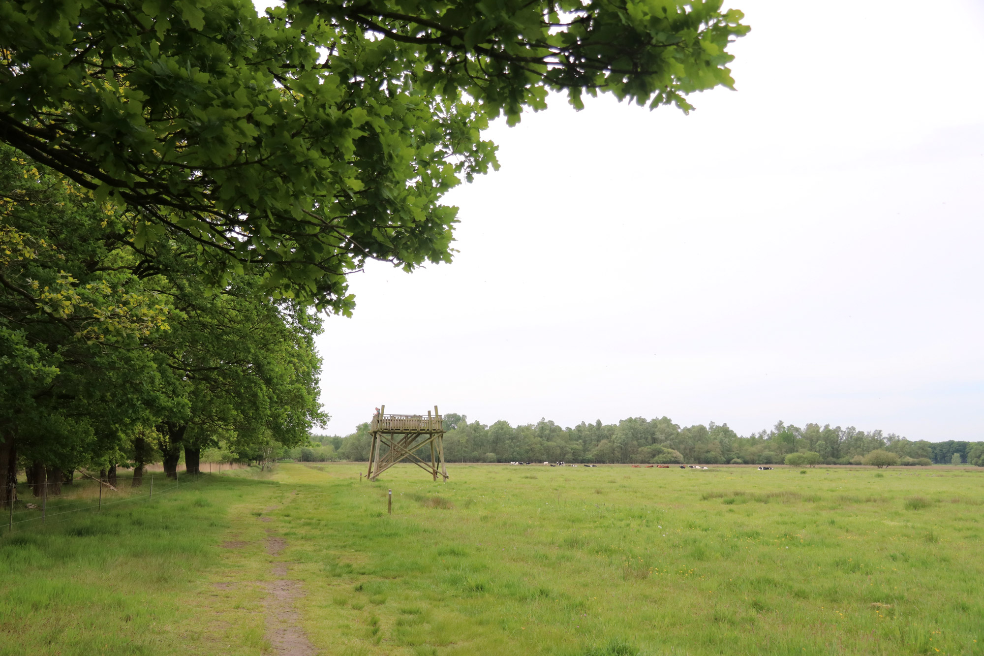 Wandeling: Klooster en heidewandeling bij de Achelse Kluis