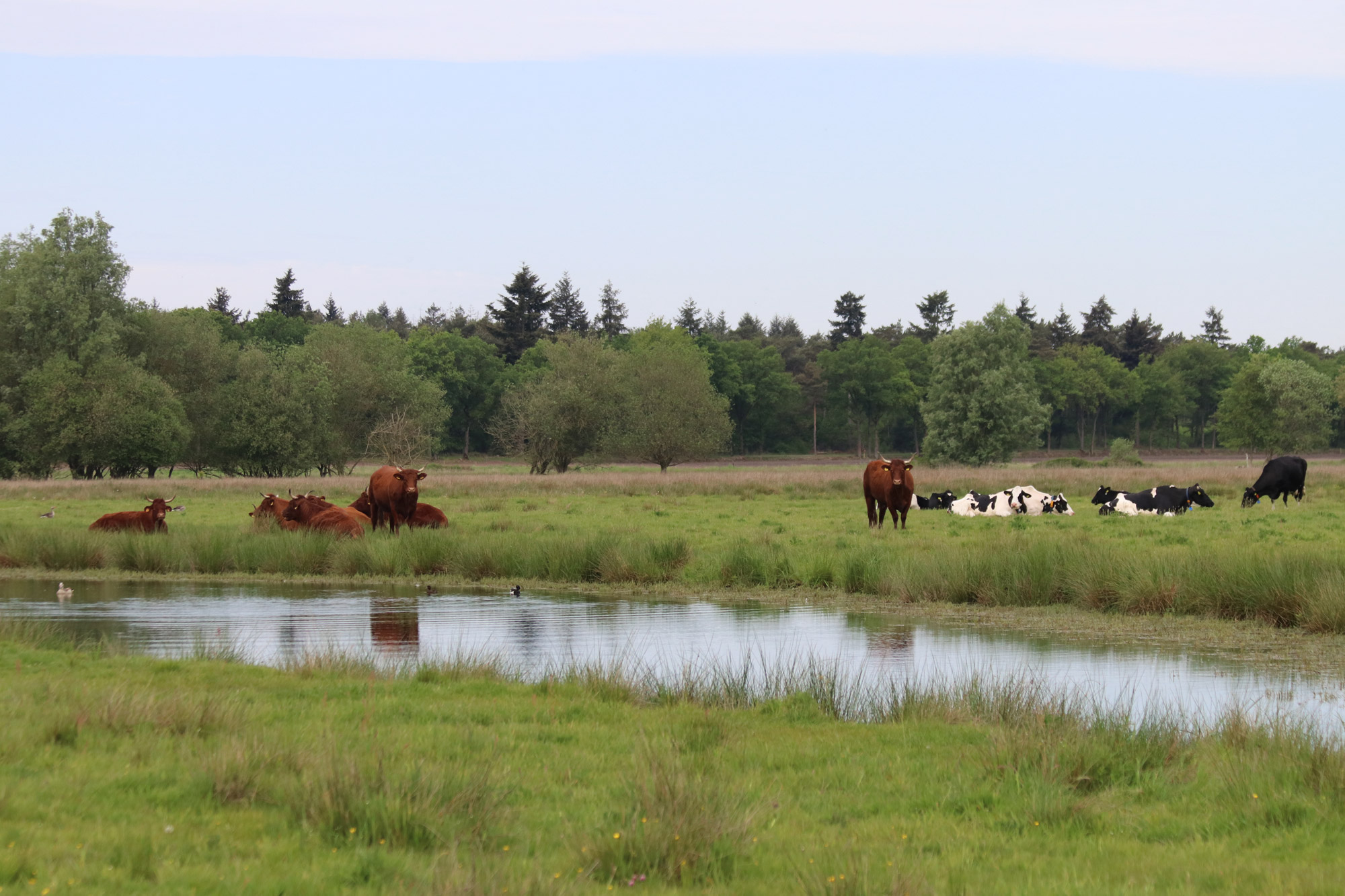 Wandeling: Klooster en heidewandeling bij de Achelse Kluis