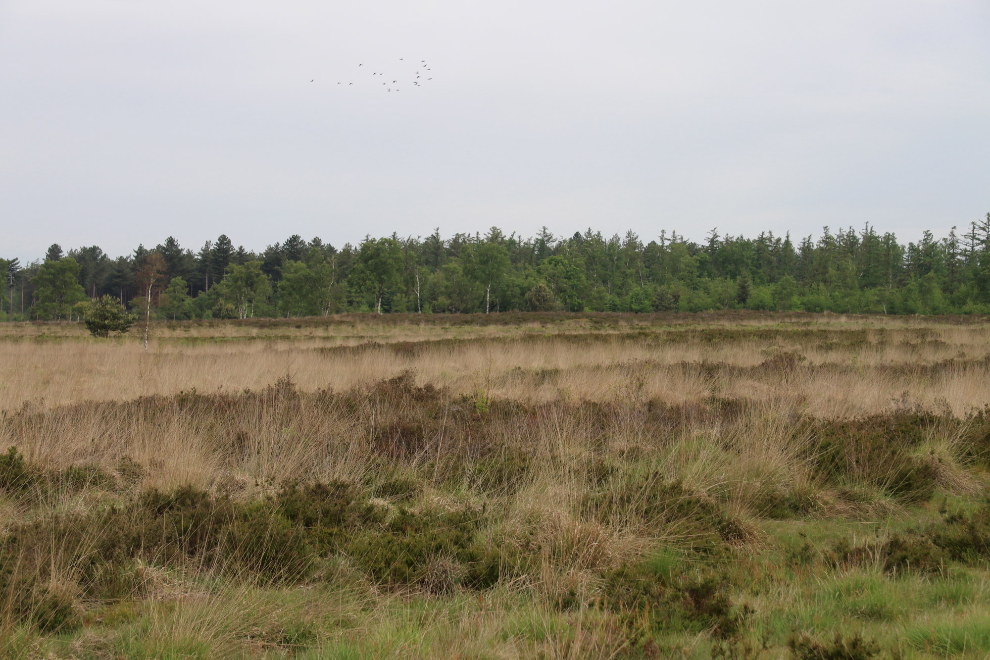 Wandeling: Klooster en heidewandeling bij de Achelse Kluis