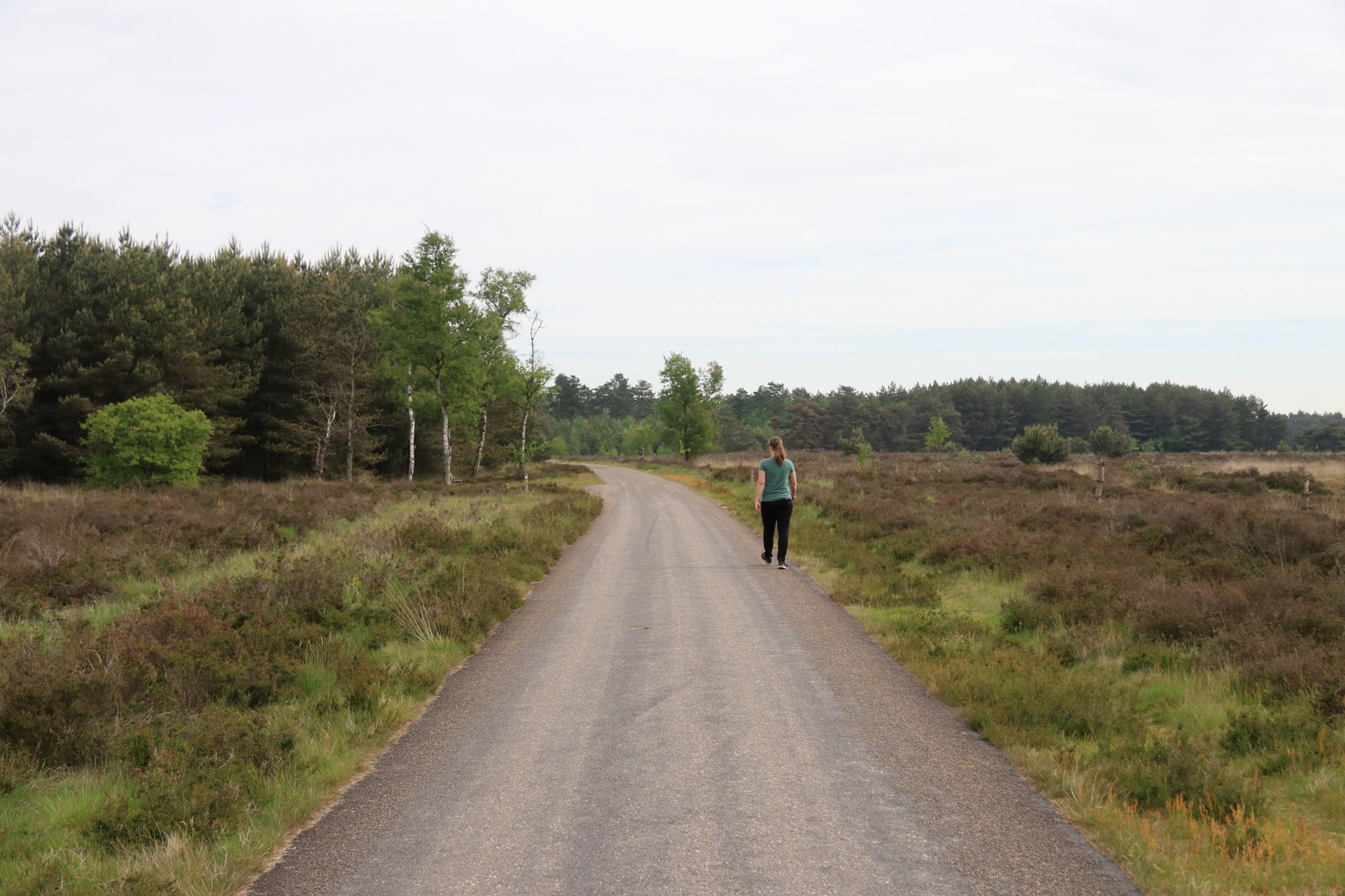 Wandeling: Klooster en heidewandeling bij de Achelse Kluis