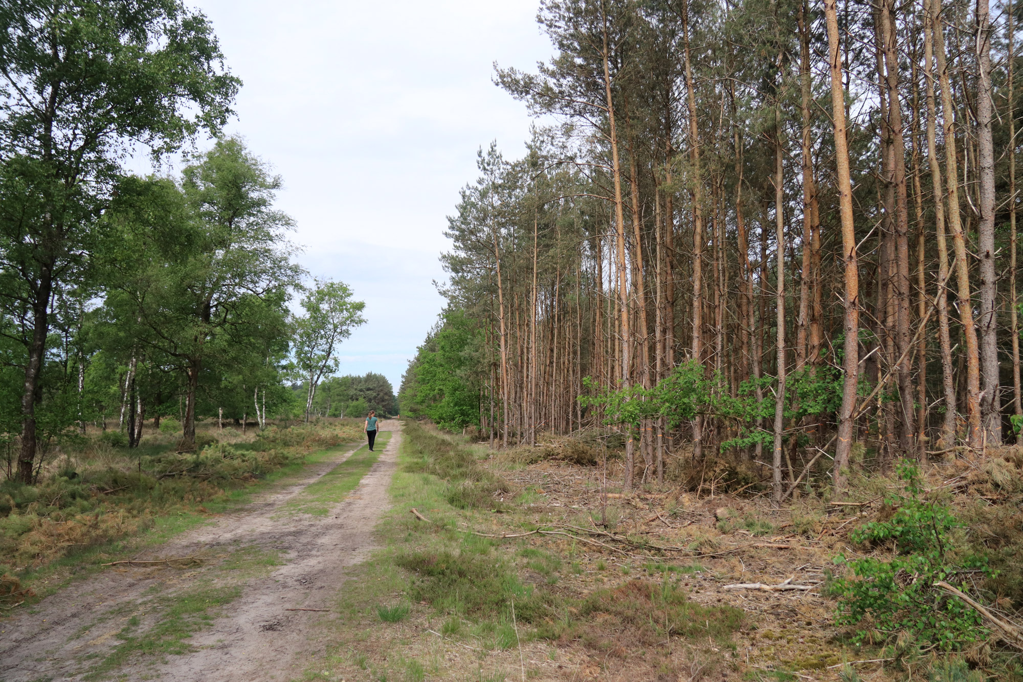 Wandeling: Klooster en heidewandeling bij de Achelse Kluis