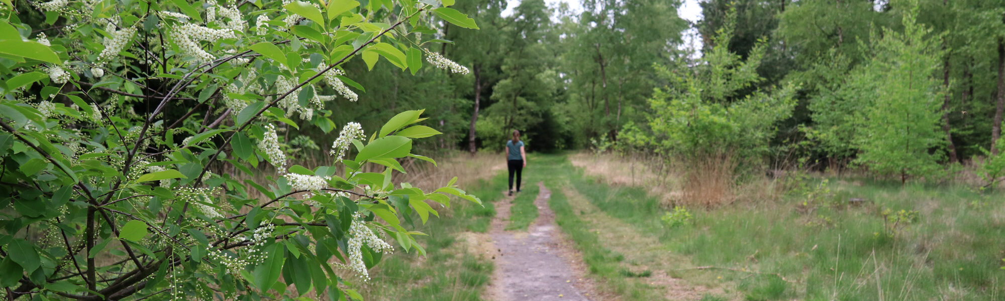 Wandeling: Klooster en heidewandeling bij de Achelse Kluis