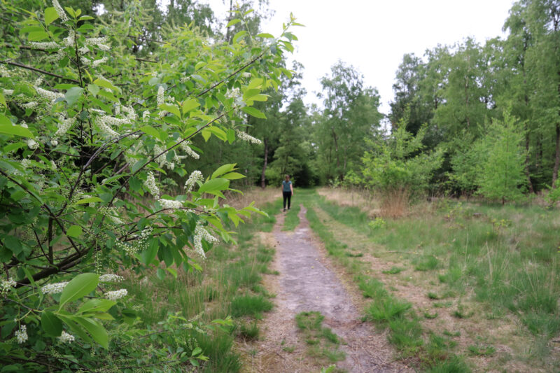 Wandeling: Klooster en heidewandeling bij de Achelse Kluis