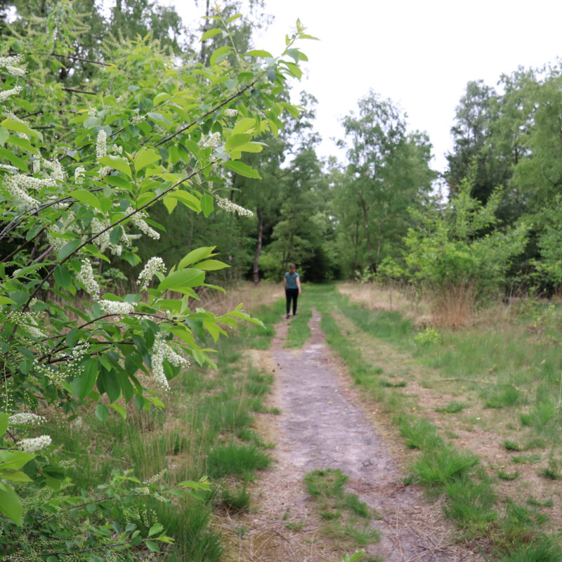 Wandelen in Noord-Brabant: Klooster en heidewandeling bij de Achelse Kluis
