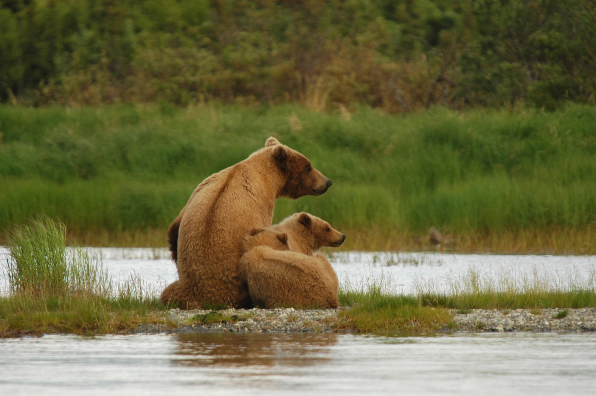 Op mijn wishlist: Beren spotten in Alaska