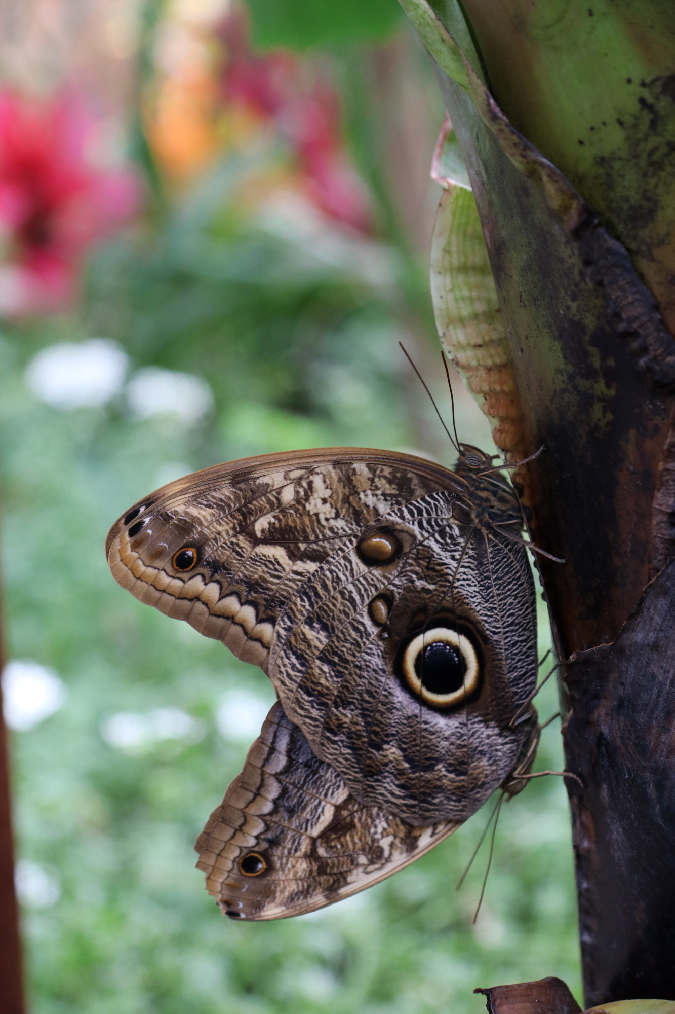 Landesgartenschau 2018 Bad Iburg