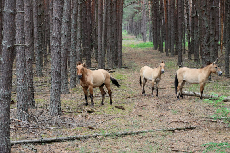 Tsjernobyl - Paarden